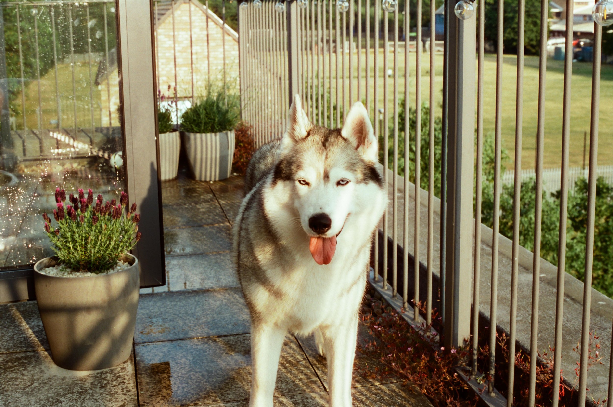 Husky_on_Balcony_After_Rain.jpg