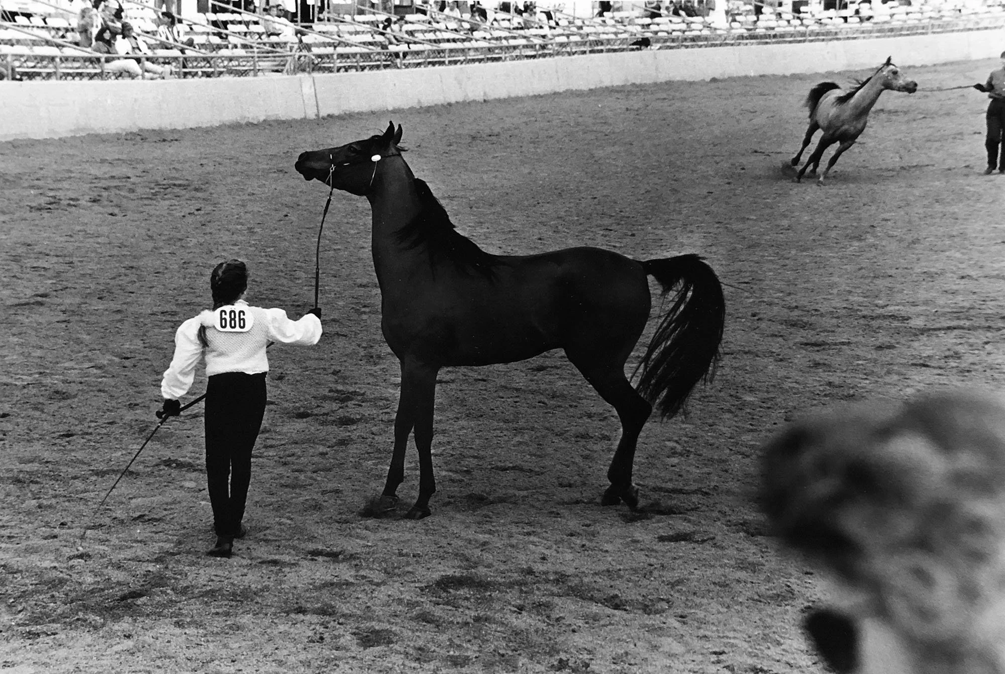 1995 Travel Horses