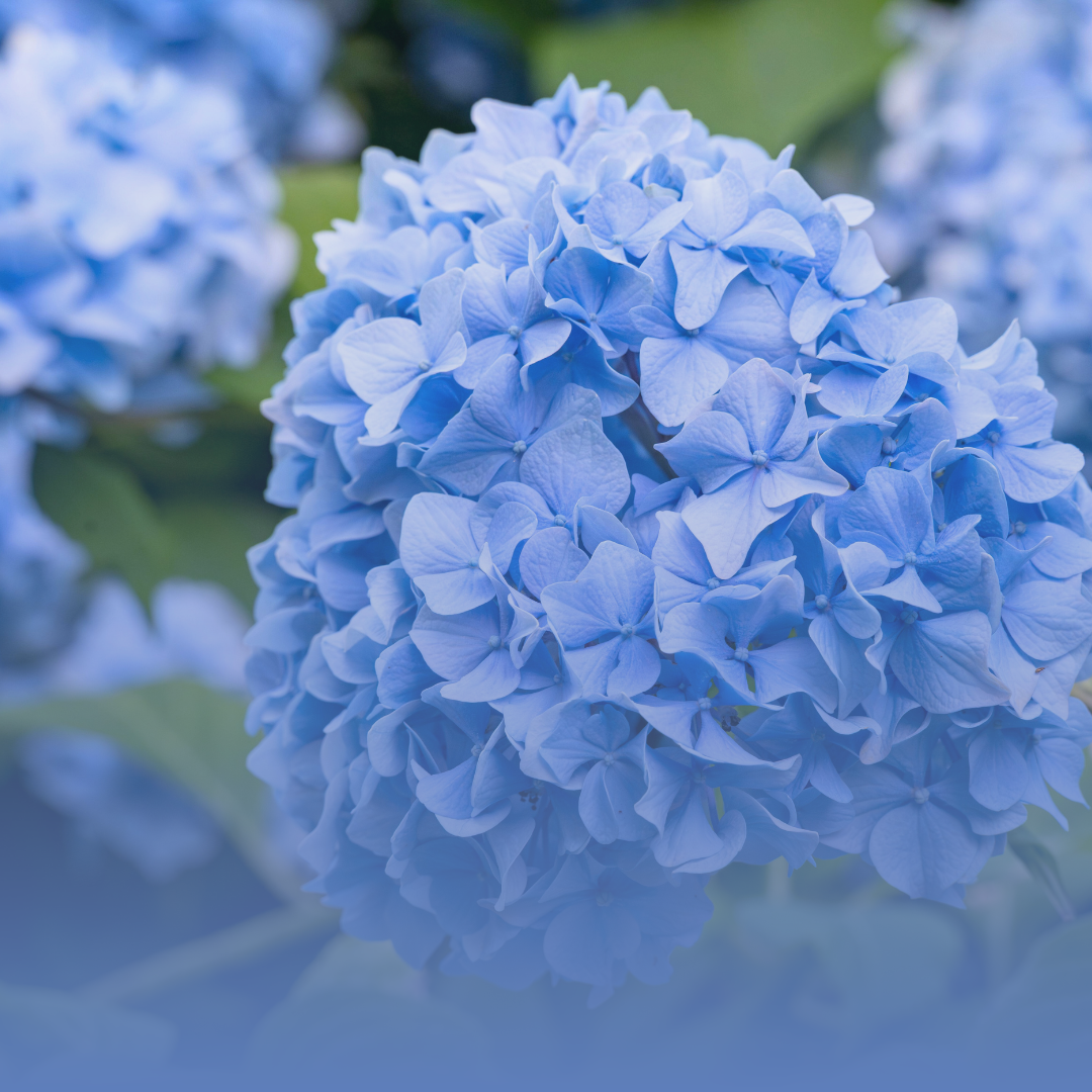 Blue Flower Image.png