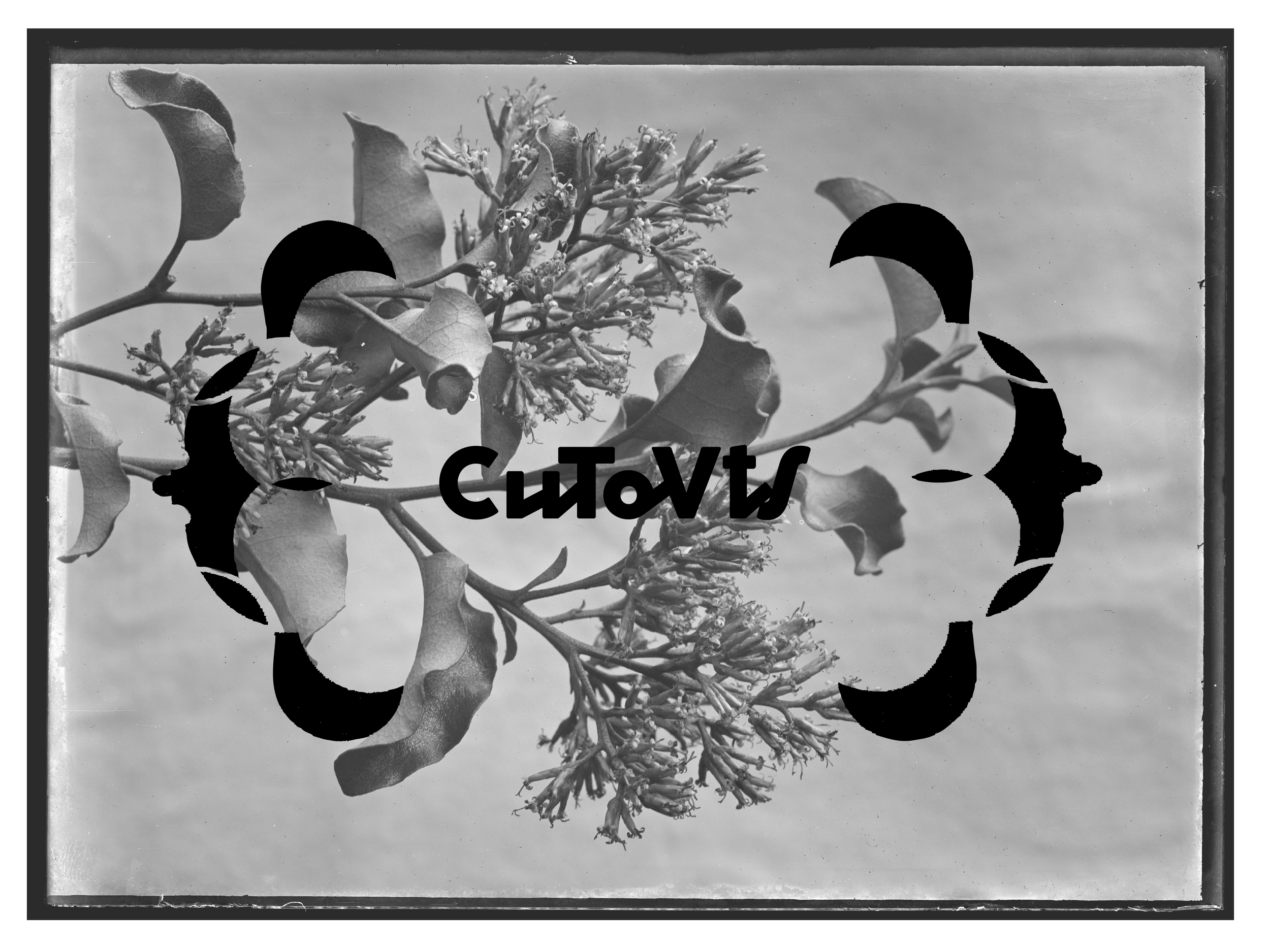 vine border-04.png