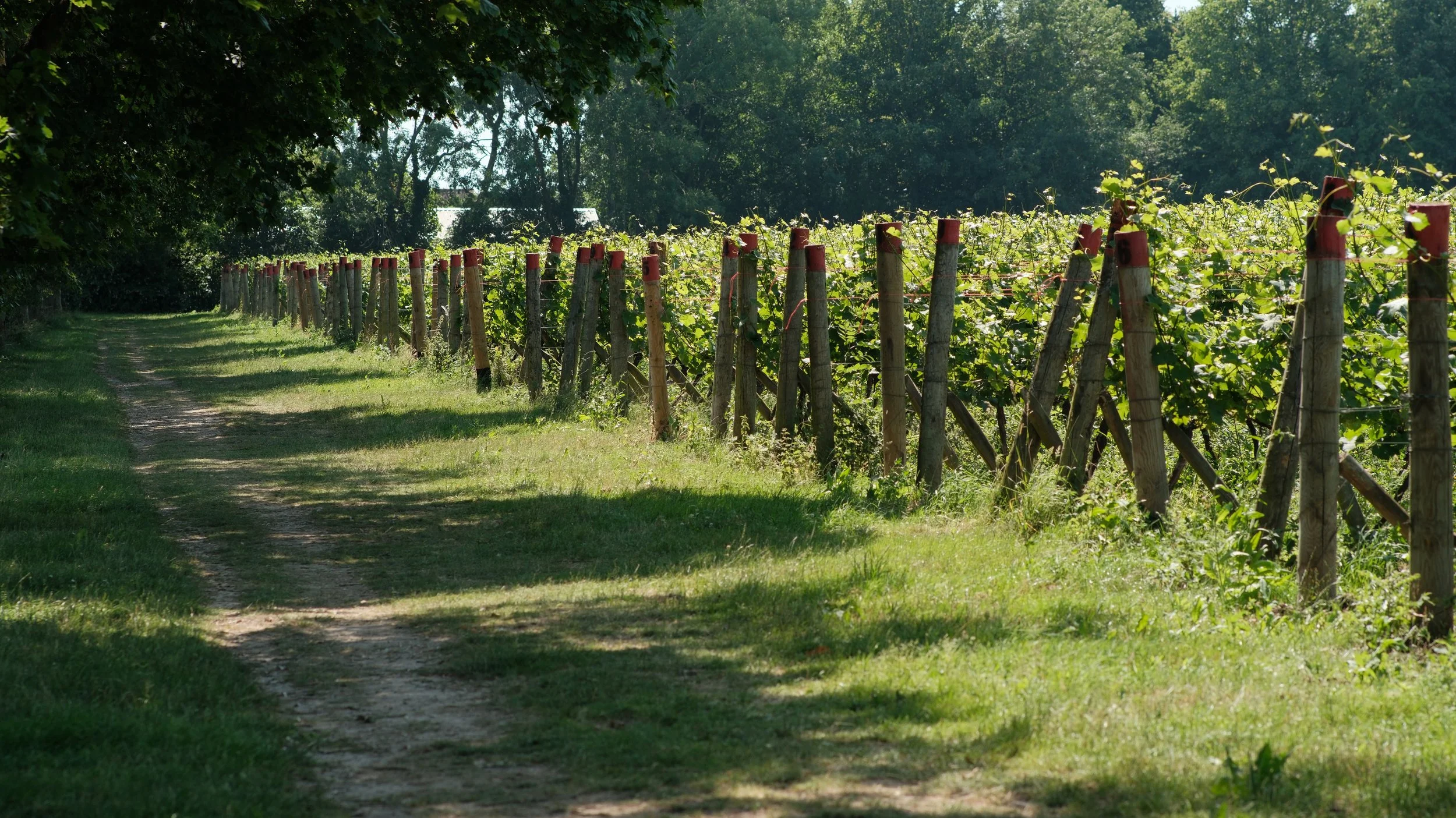 Katy Bourne OBE raises a glass to Sussex wine producers and booming sector