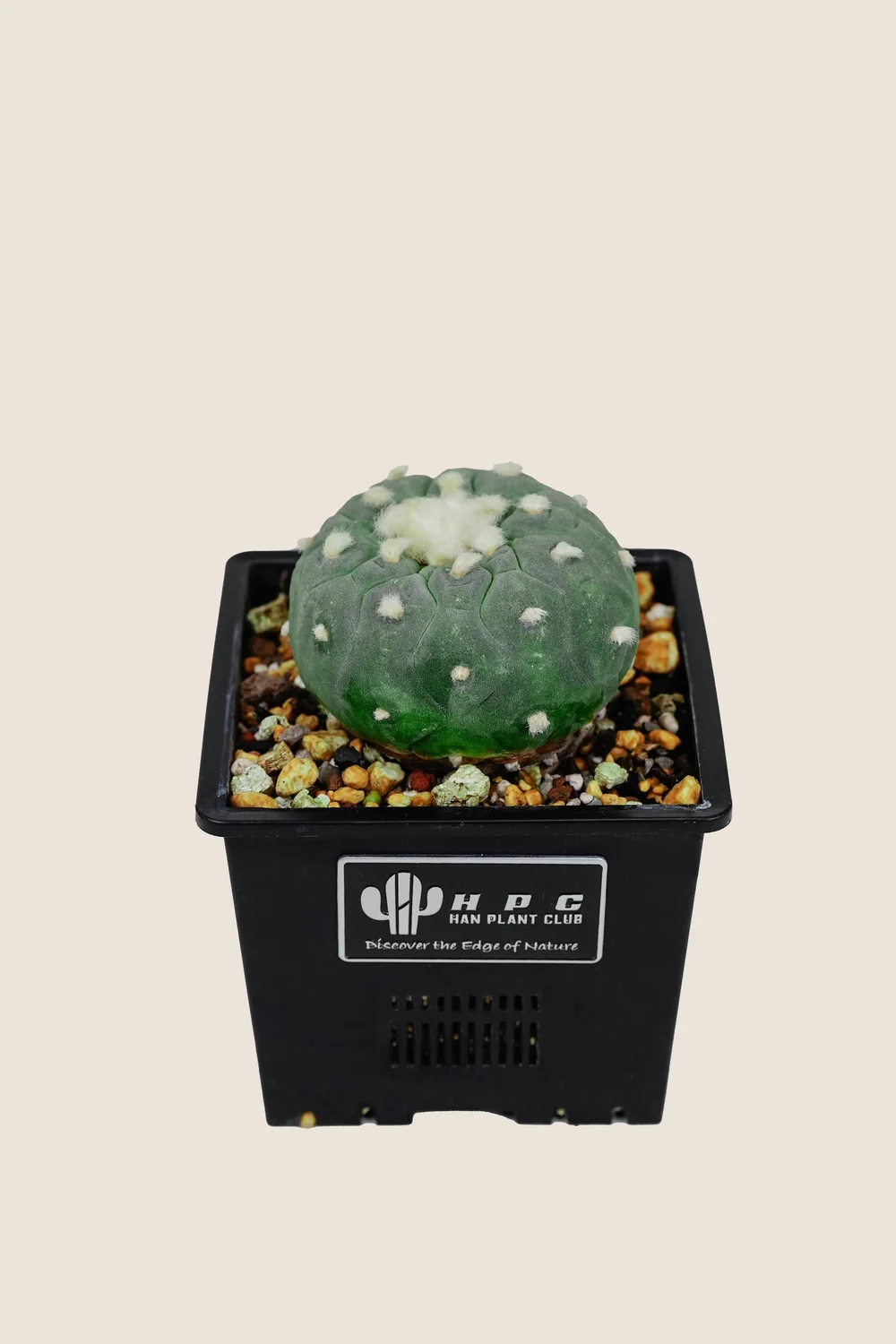 Lophophora Williamsii  Han Plant Club