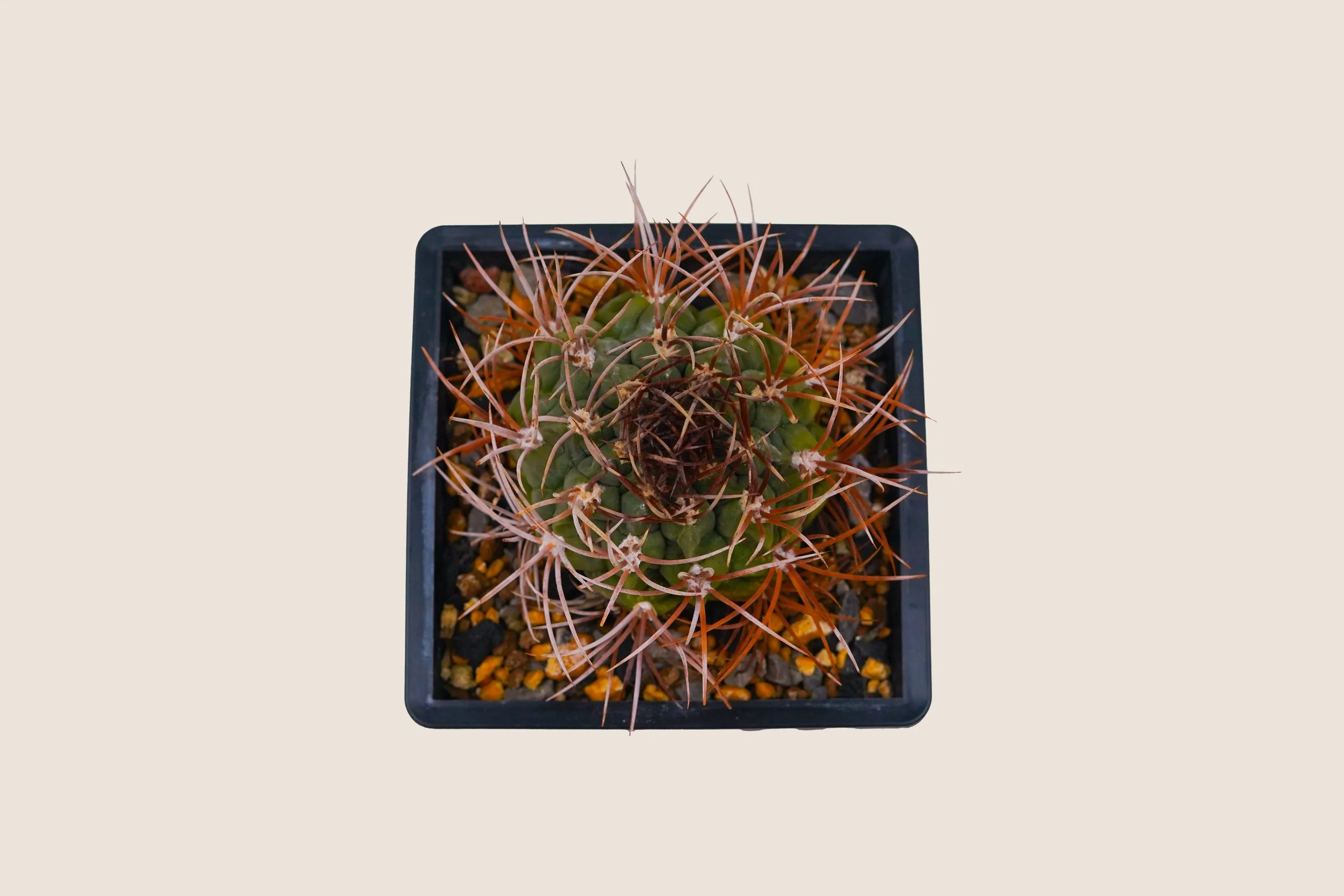 Gymnocalycium Mazanense  Han Plant Club