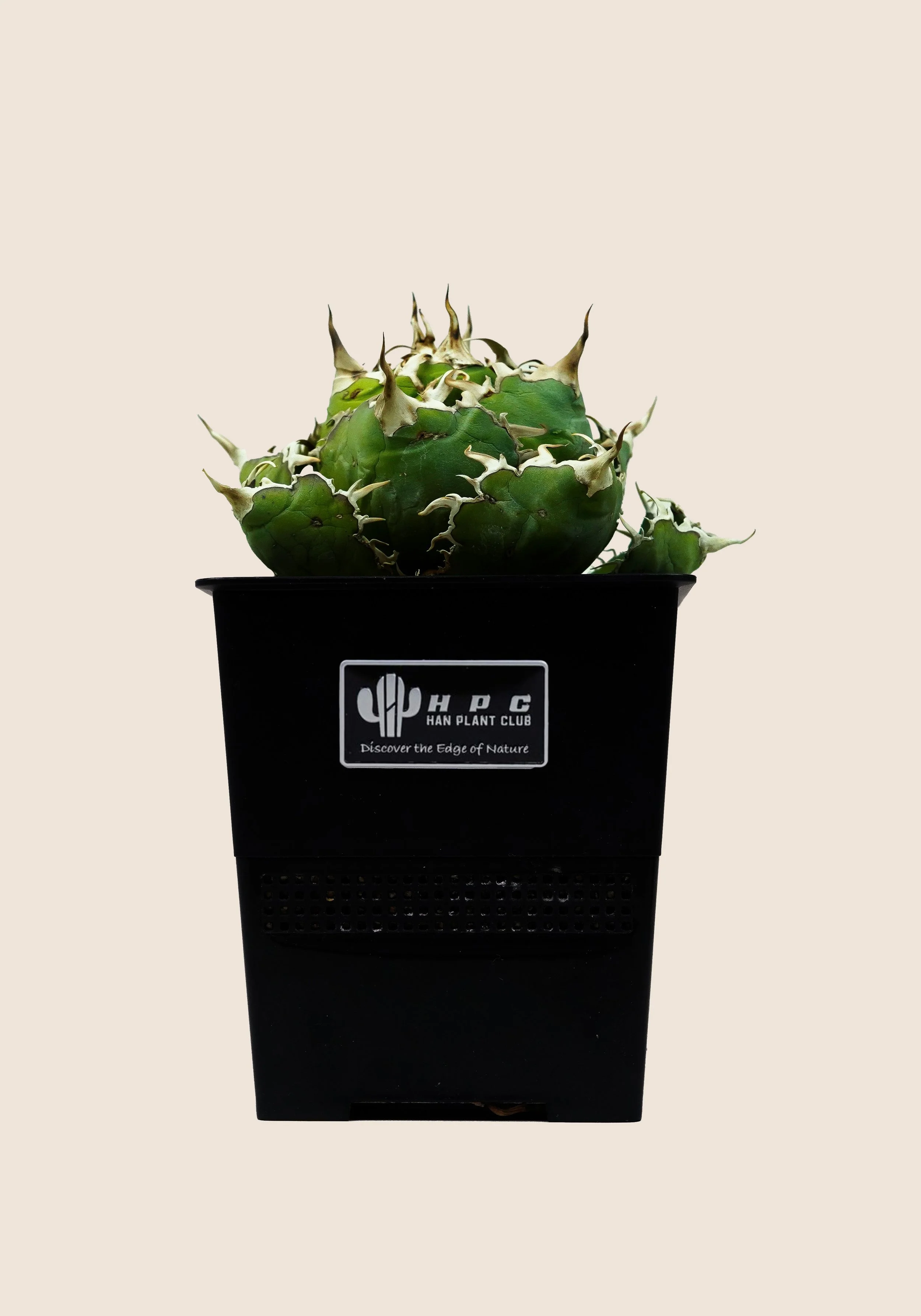 Agave Titanota  'White Whale'