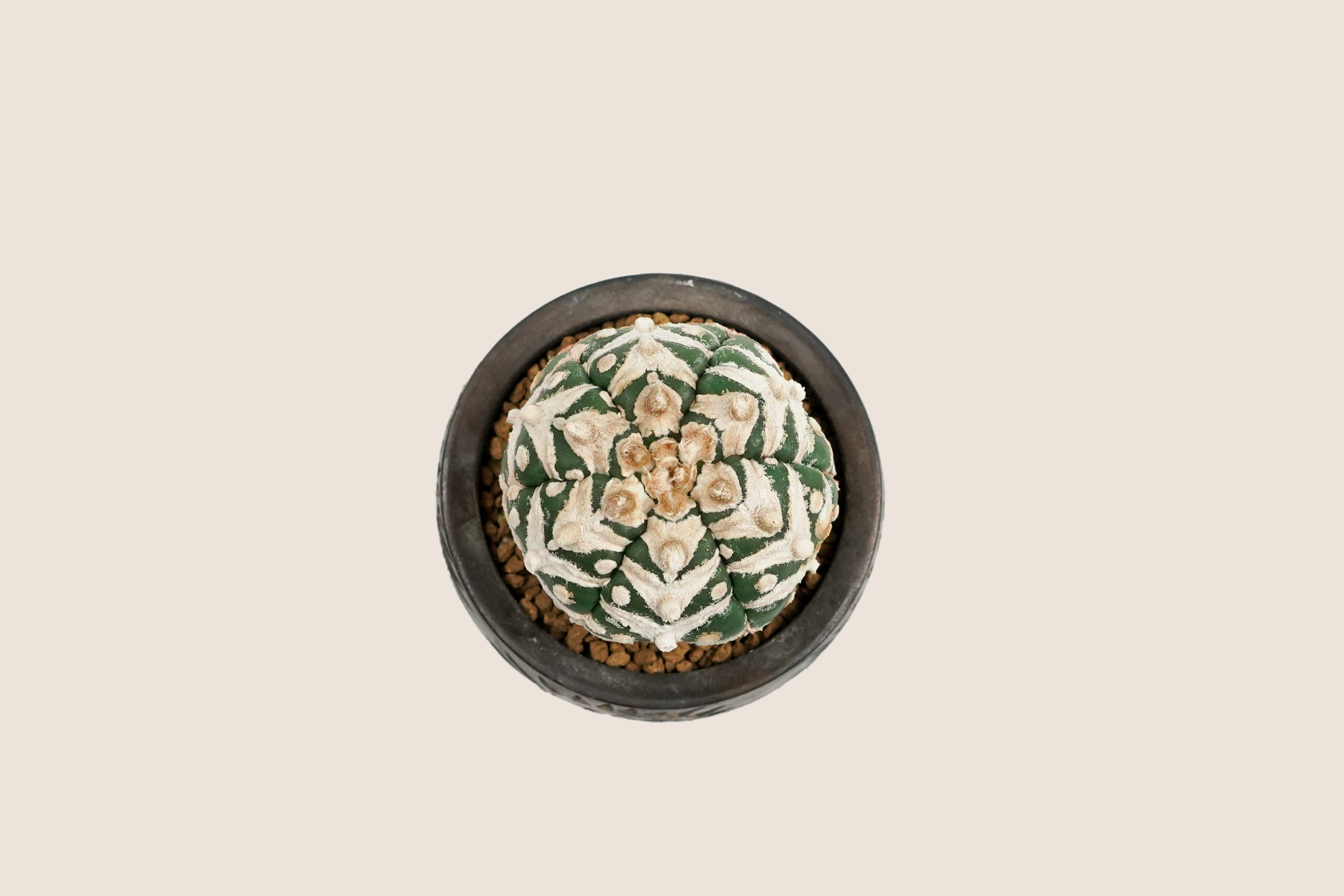 DSC09232_bg-ECE3DA.png