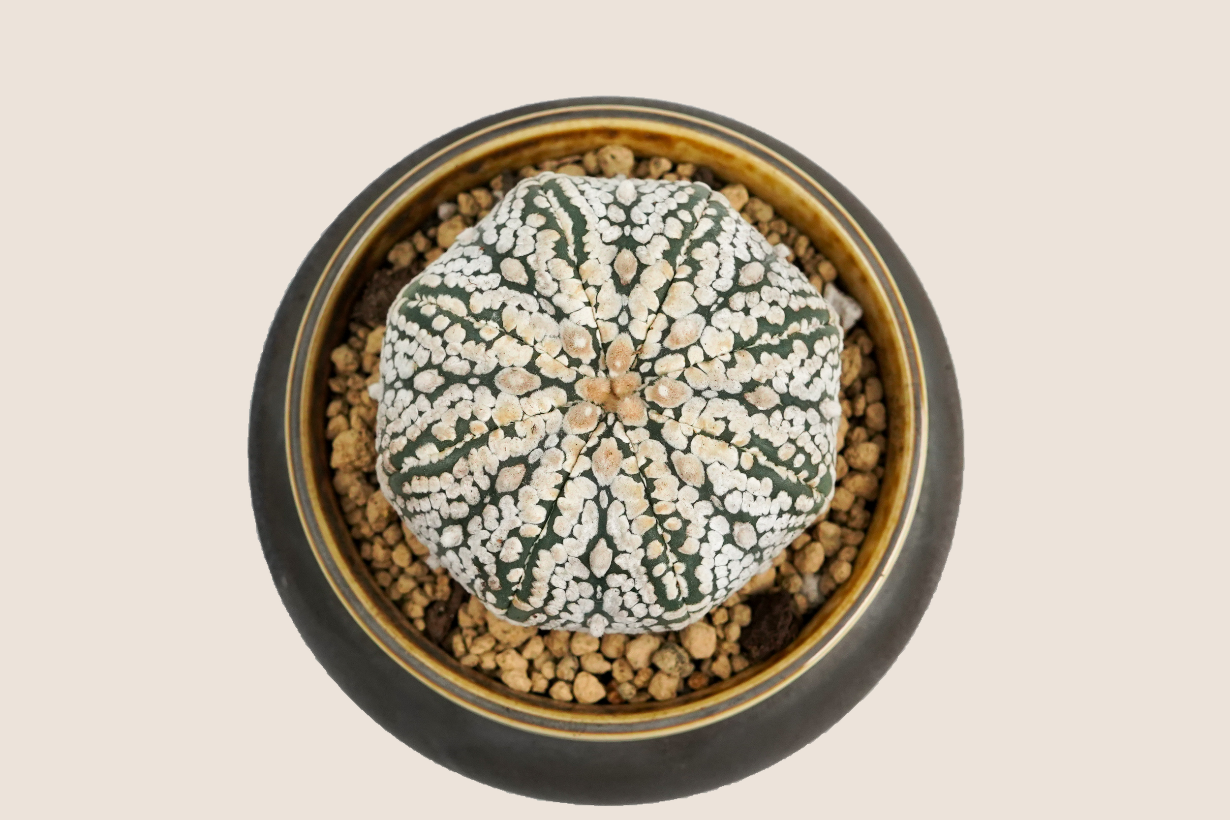 DSC09242_bg-ECE3DA.png