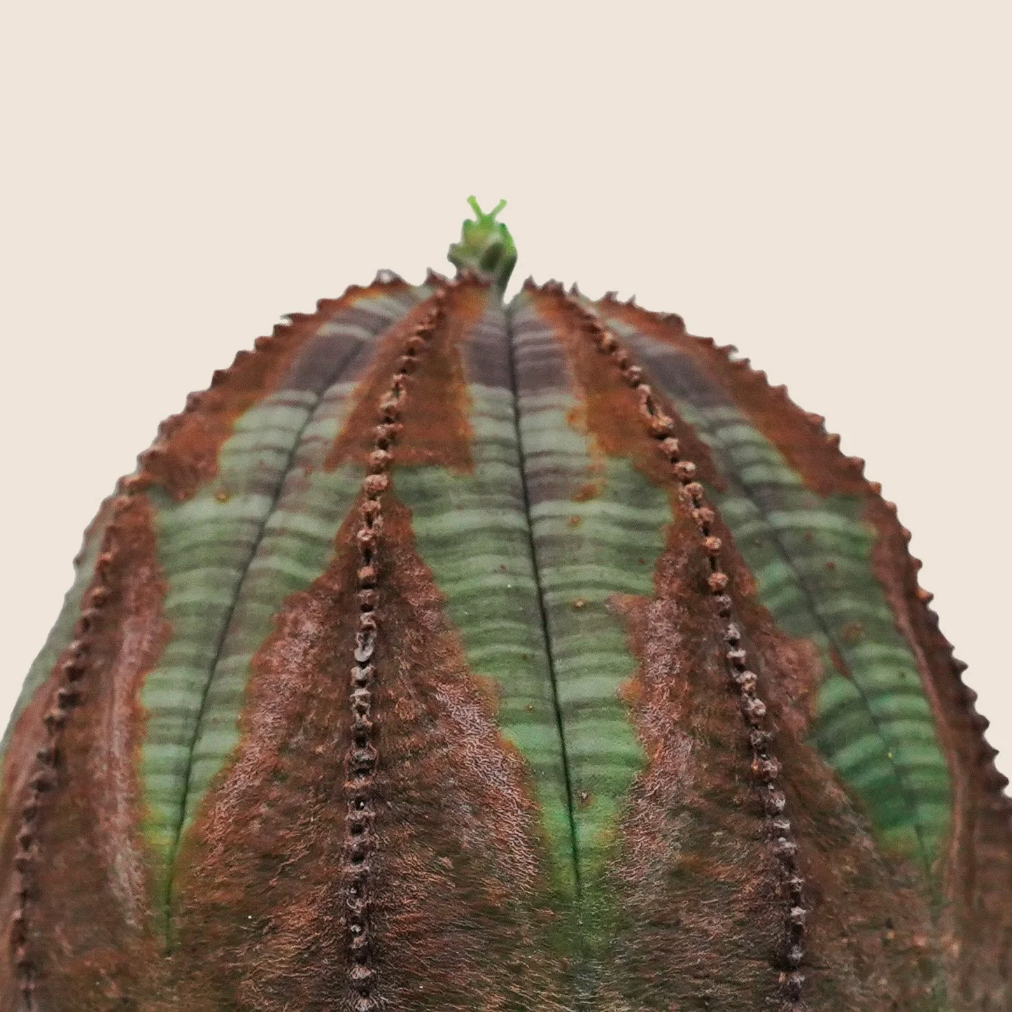 Euphorbia Obesa — Han Plant Club
