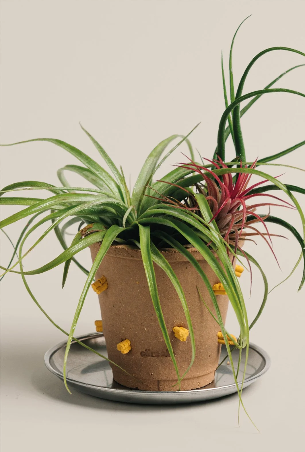 Root ! Root ! Root !