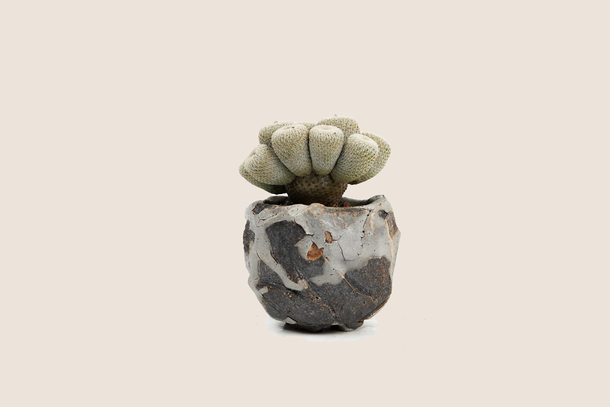 DSC09223_bg-ECE3DA.png
