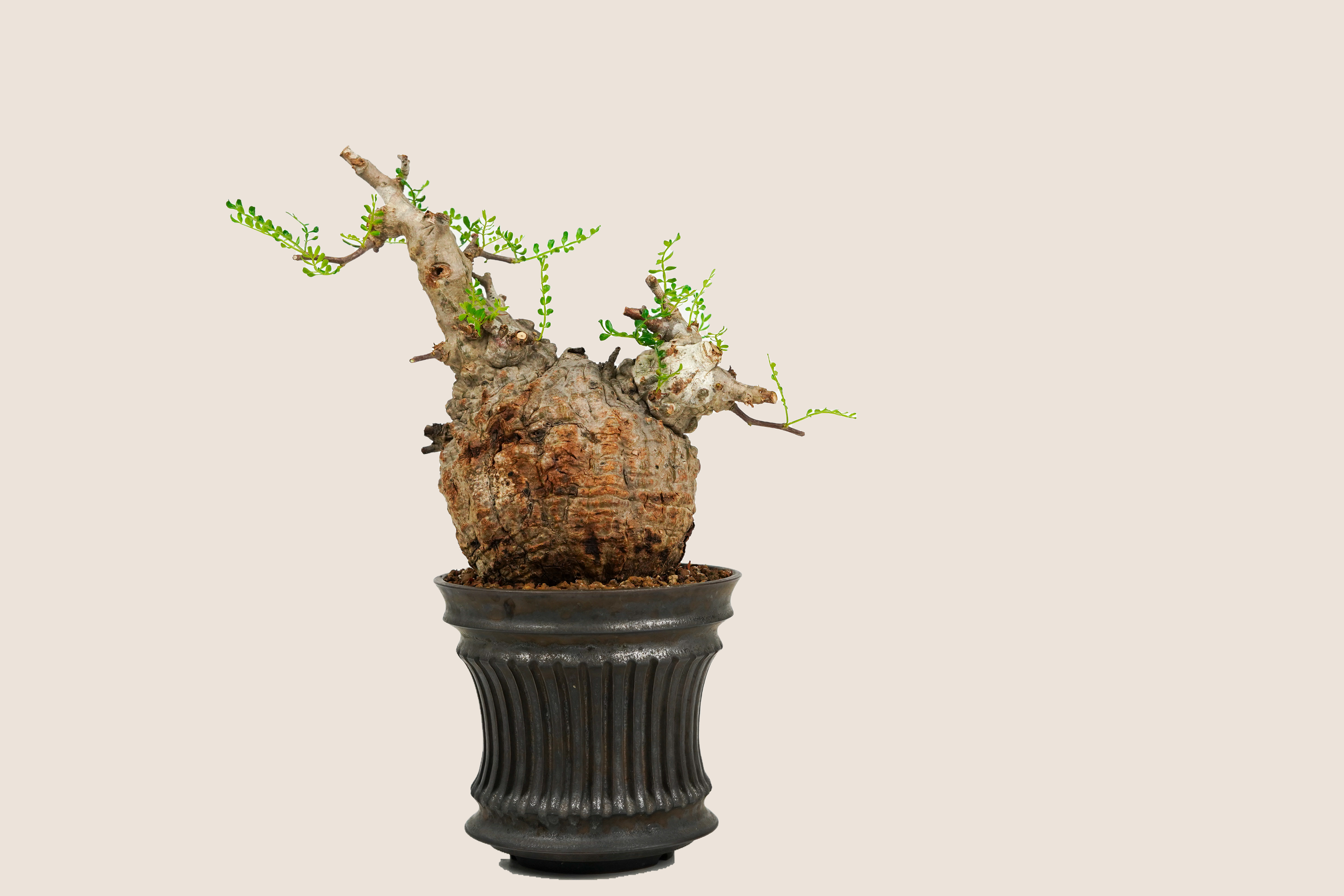 DSC08960_bg-ECE3DA.png