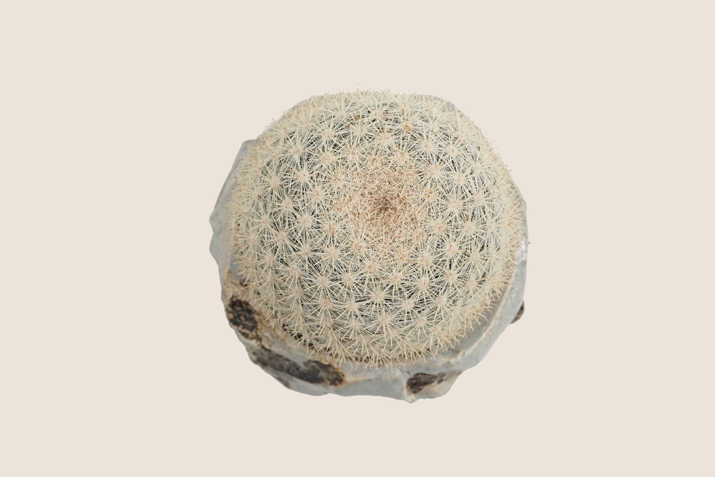 DSC09263_bg-ECE3DA.png