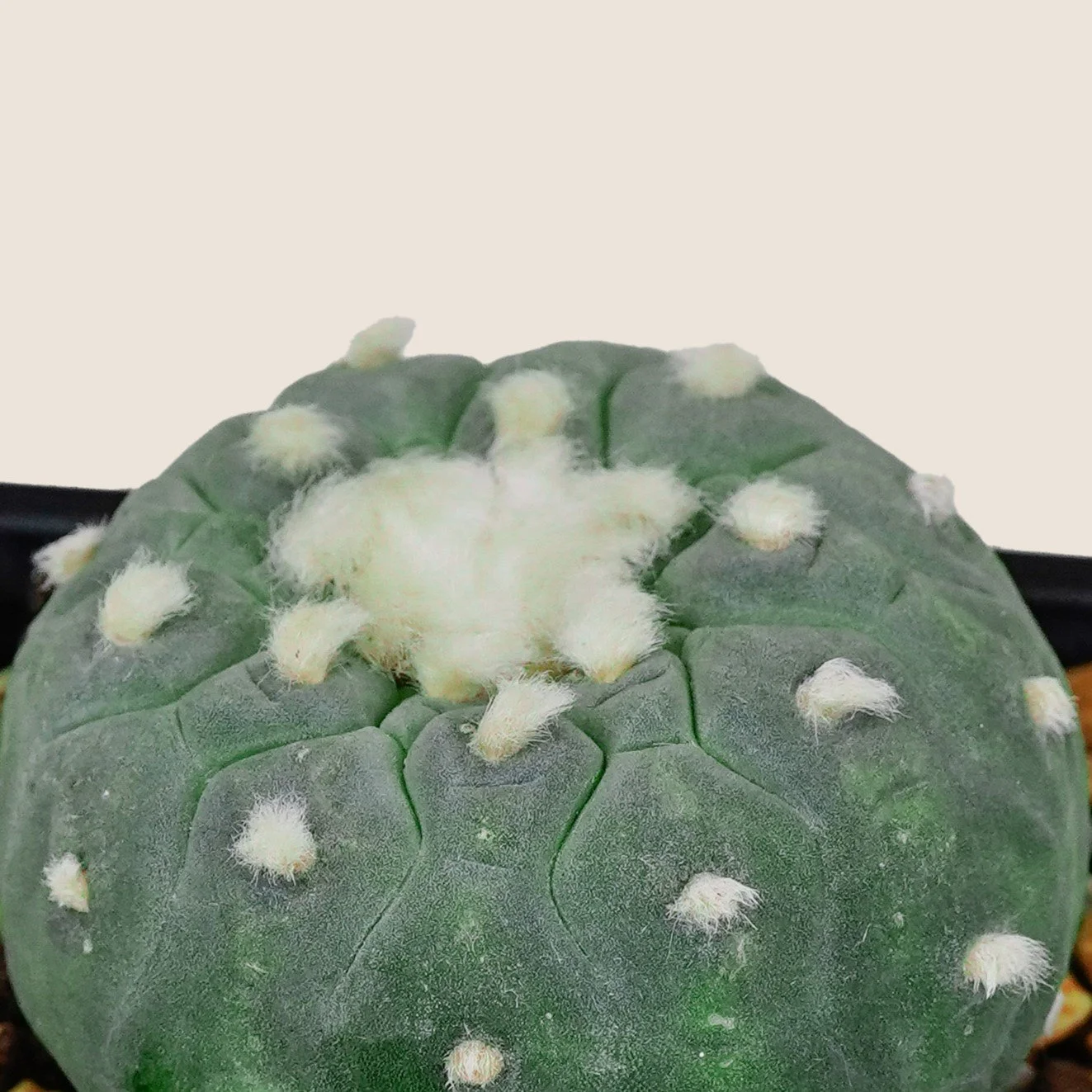 Lophophora Williamsii  Han Plant Club