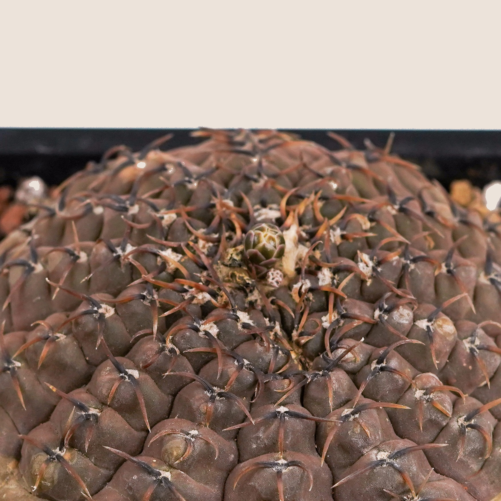 DSC08972_bg-ECE3DA.png