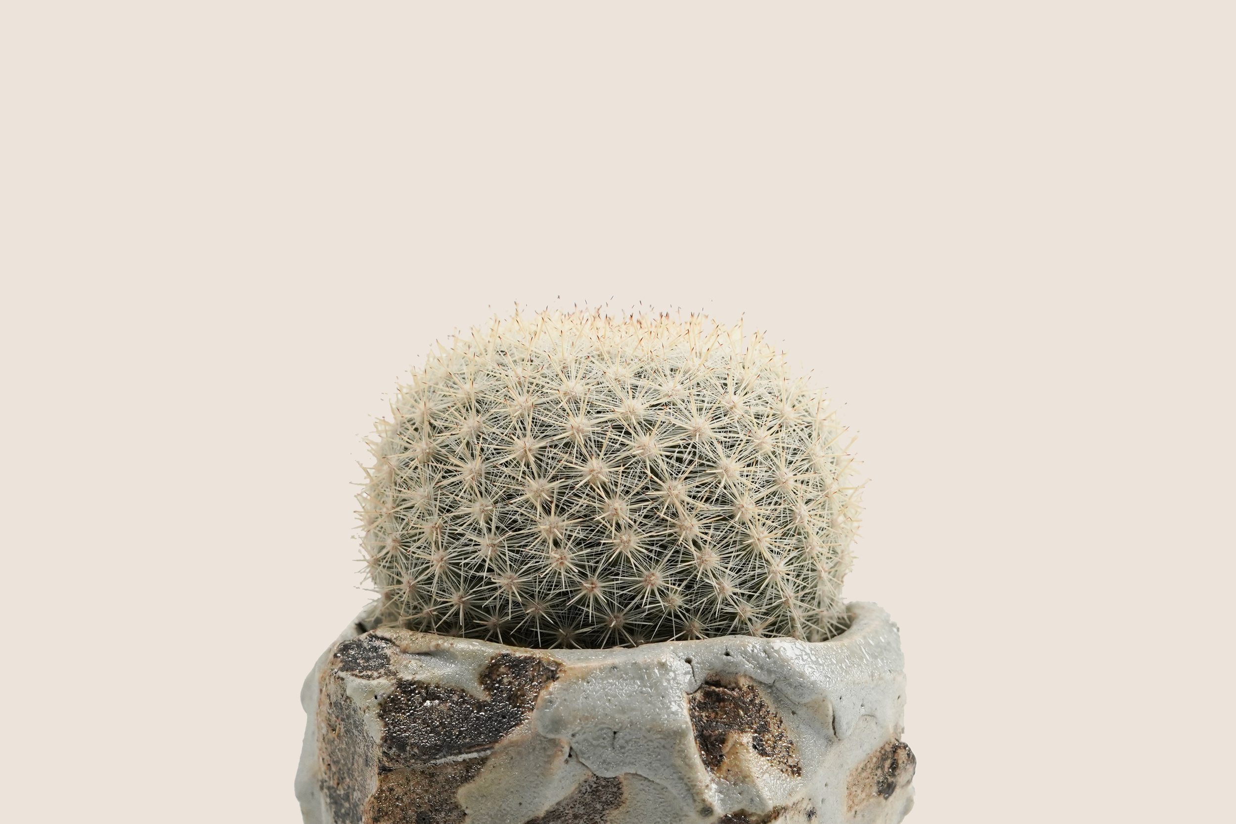 DSC09266_bg-ECE3DA.png