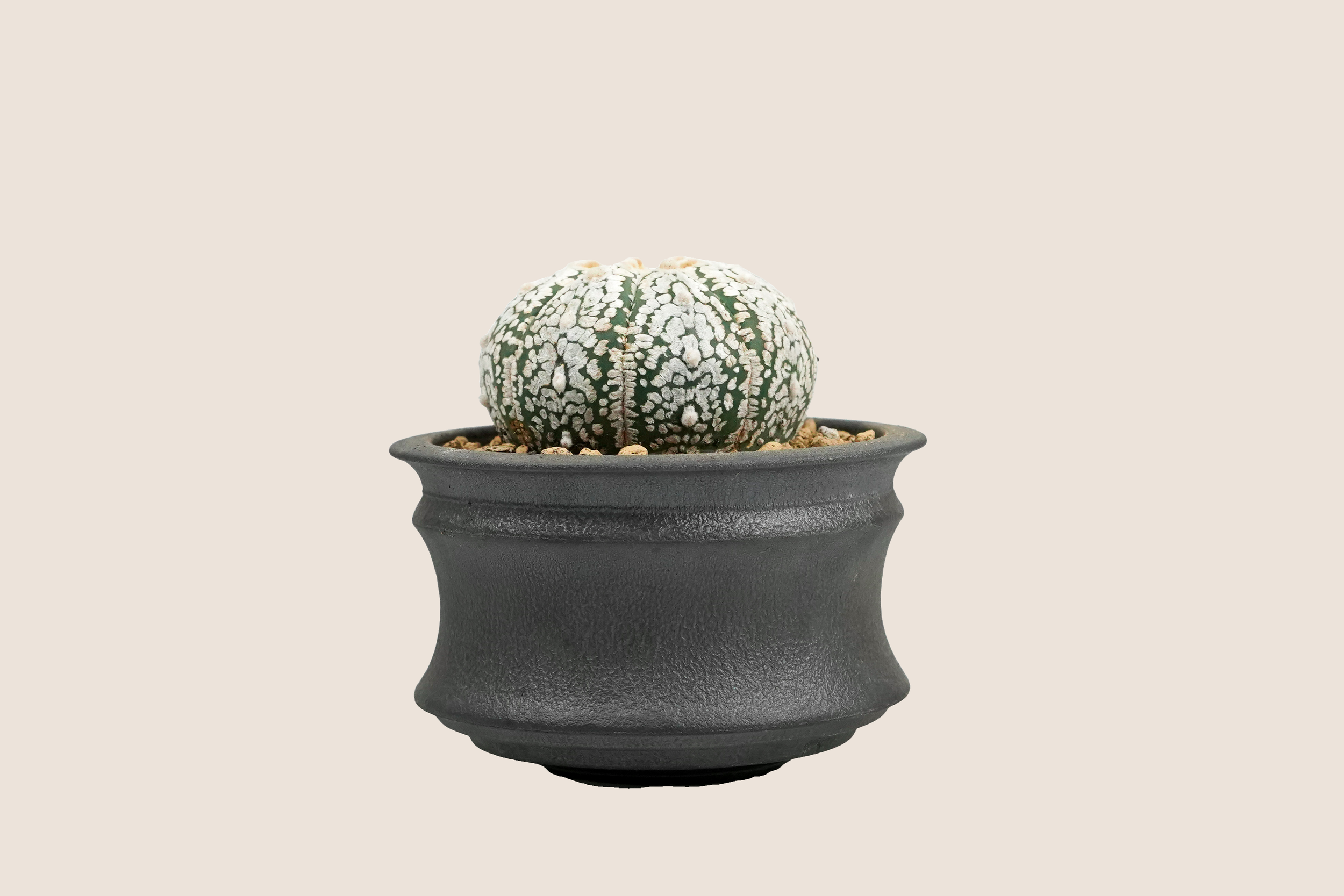 DSC09245_bg-ECE3DA.png