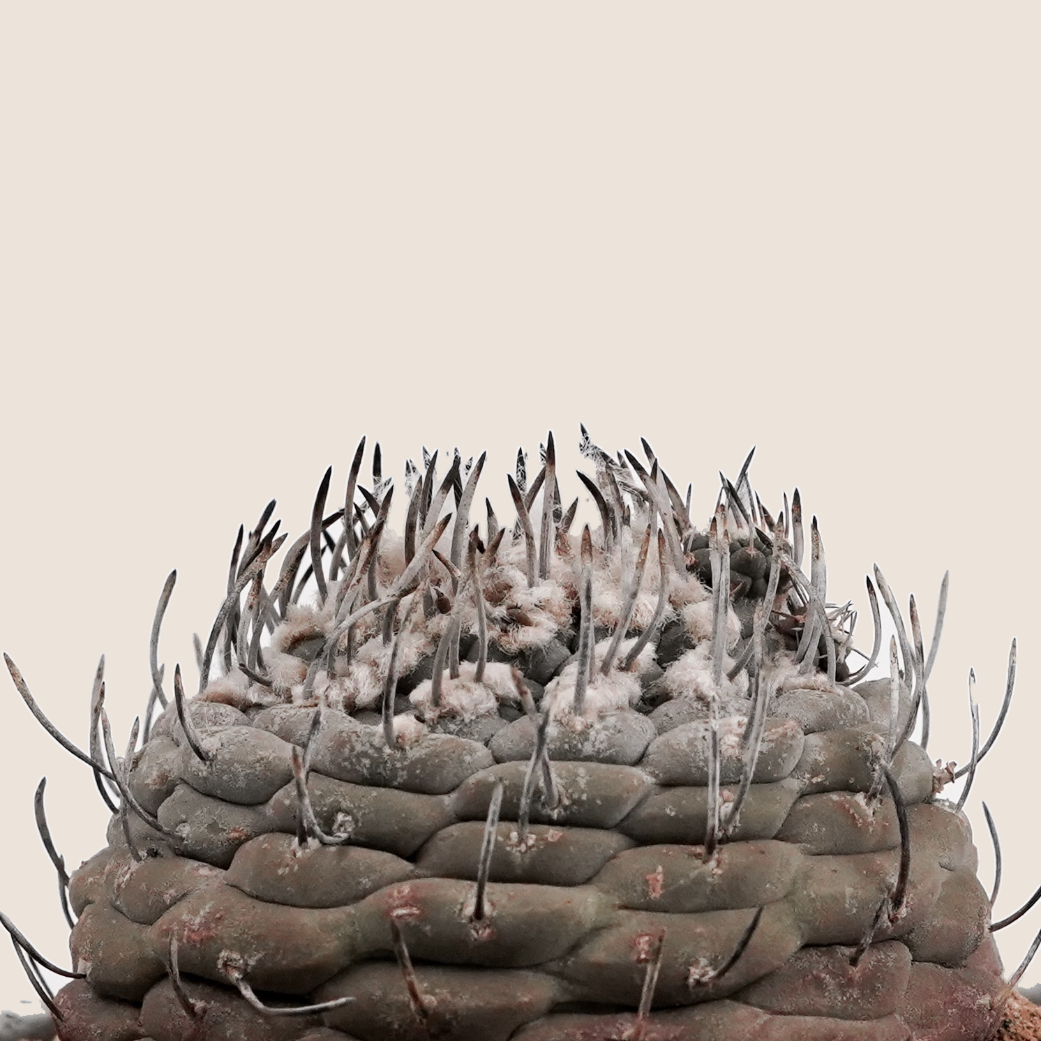 DSC09081_bg-ECE3DA.png