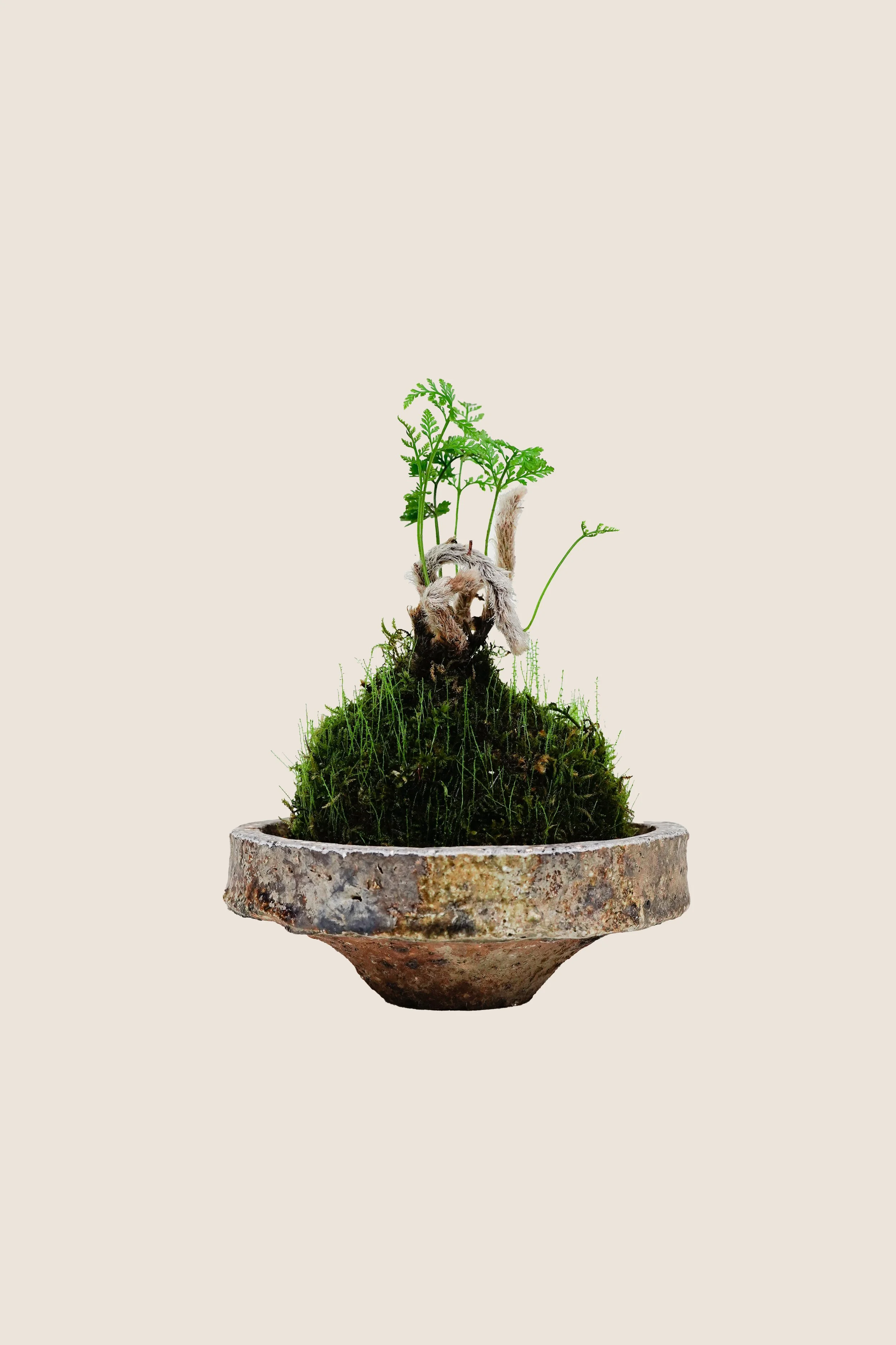 Kokedama Set - Wolf's Tail Fern