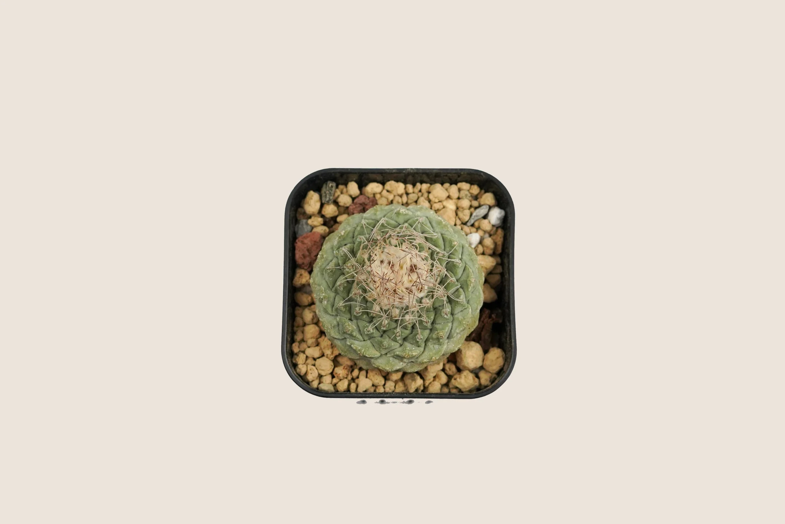 DSC09222-top-6000x4000.jpg