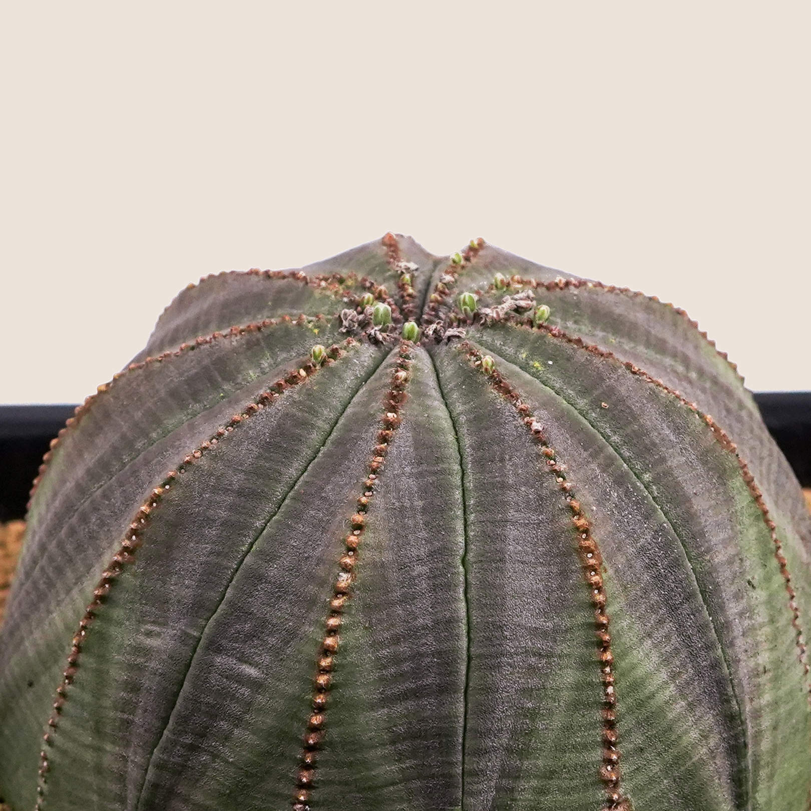 DSC09040_bg-ECE3DA.png