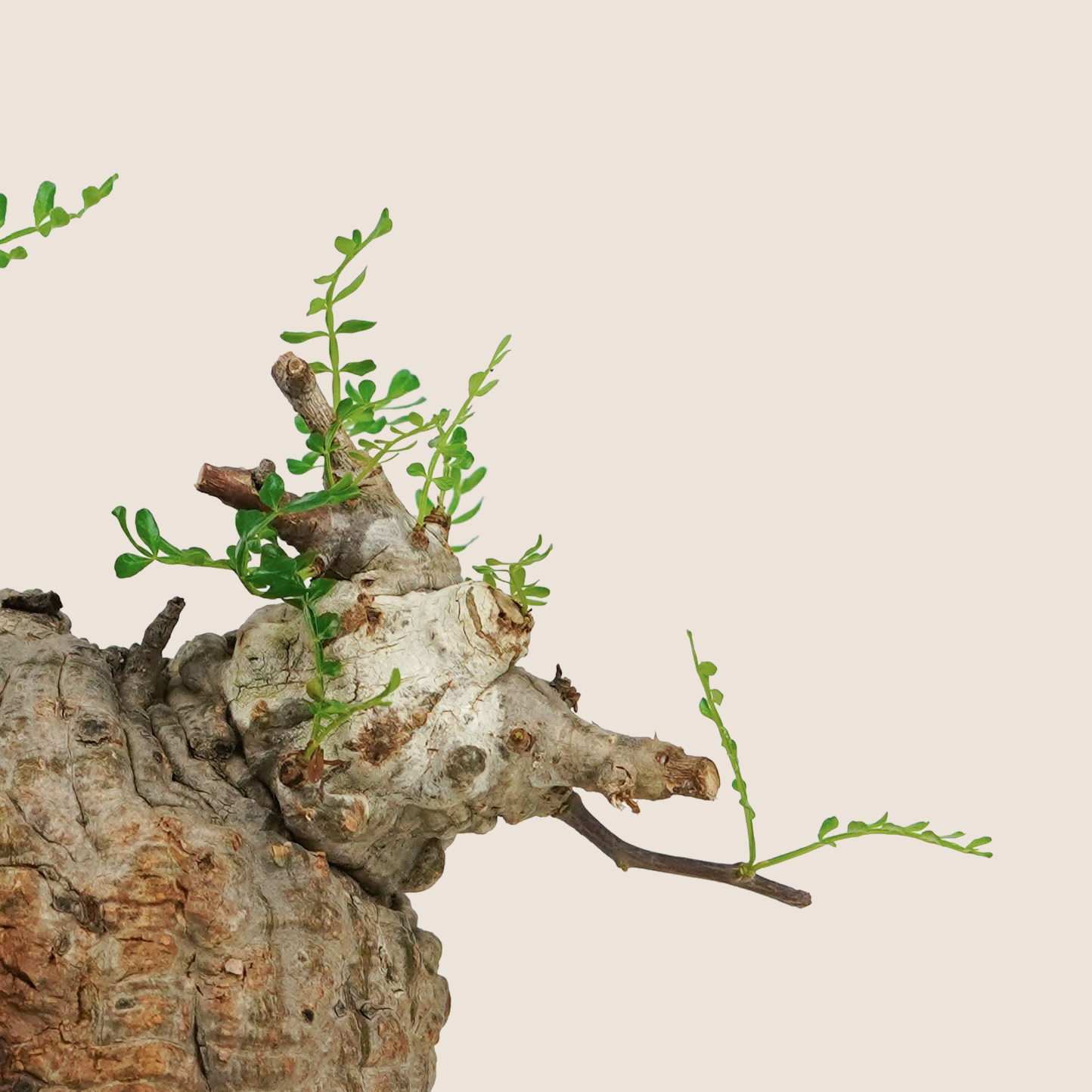 DSC08958_bg-ECE3DA.png