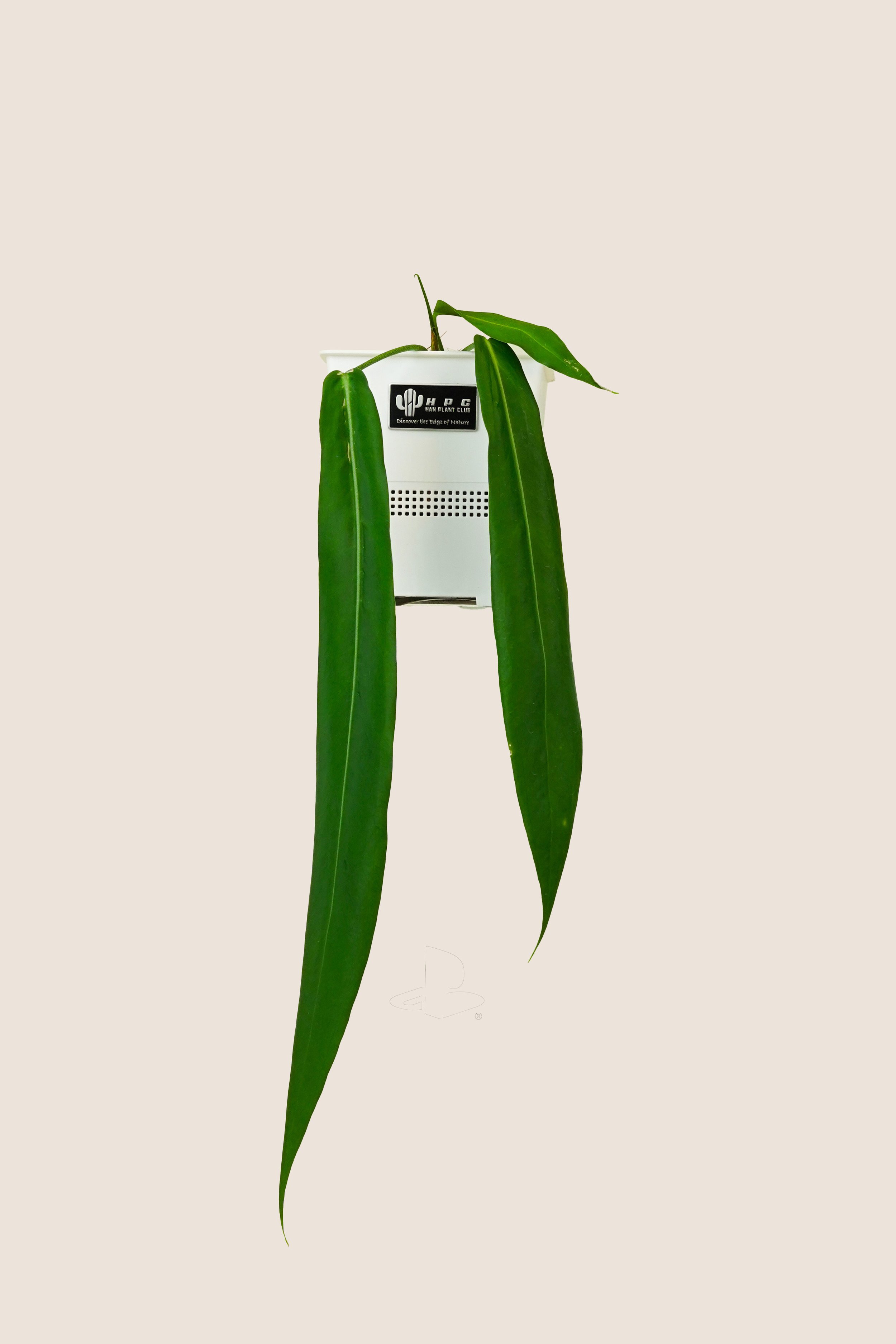 Anthurium Pallidiflorum