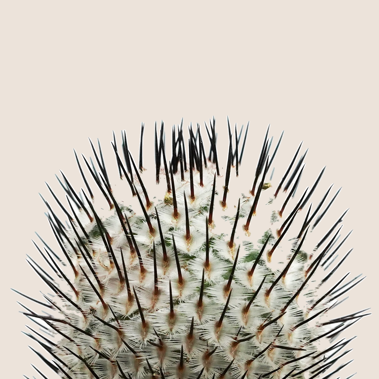 DSC09259_bg-ECE3DA.png