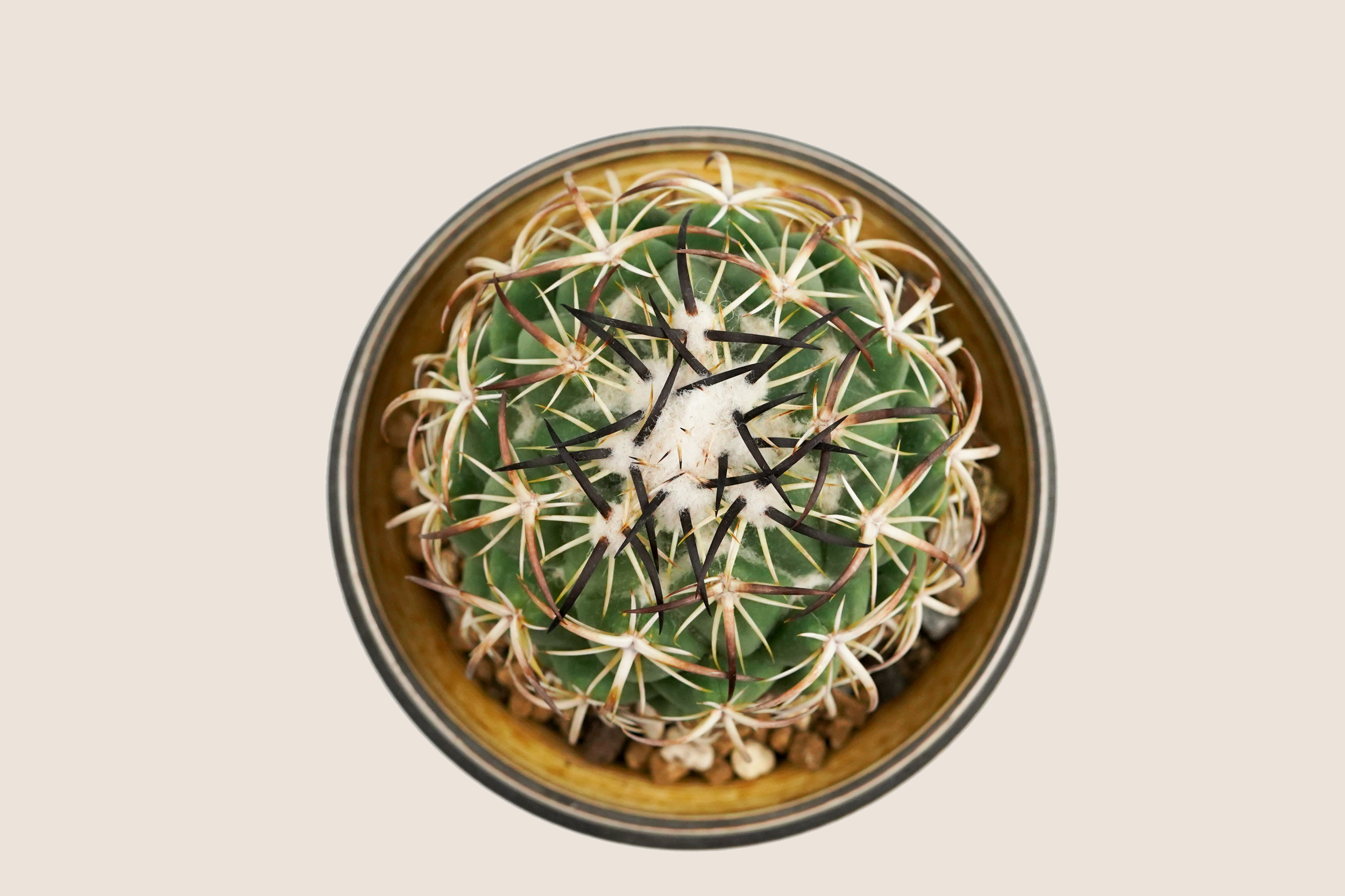 DSC09254_bg-ECE3DA.png
