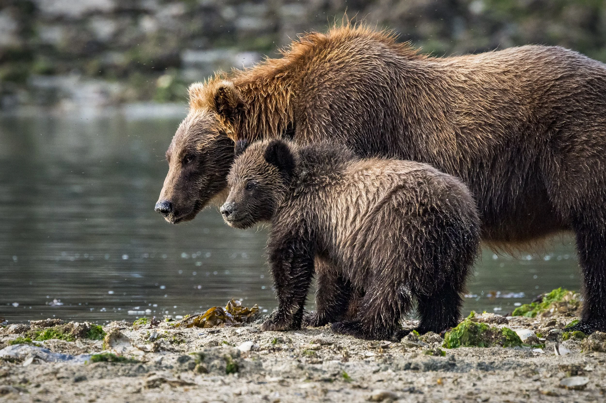 Southeast Alaska (Tlingit Aaní, Tongass National Forest), August 2025