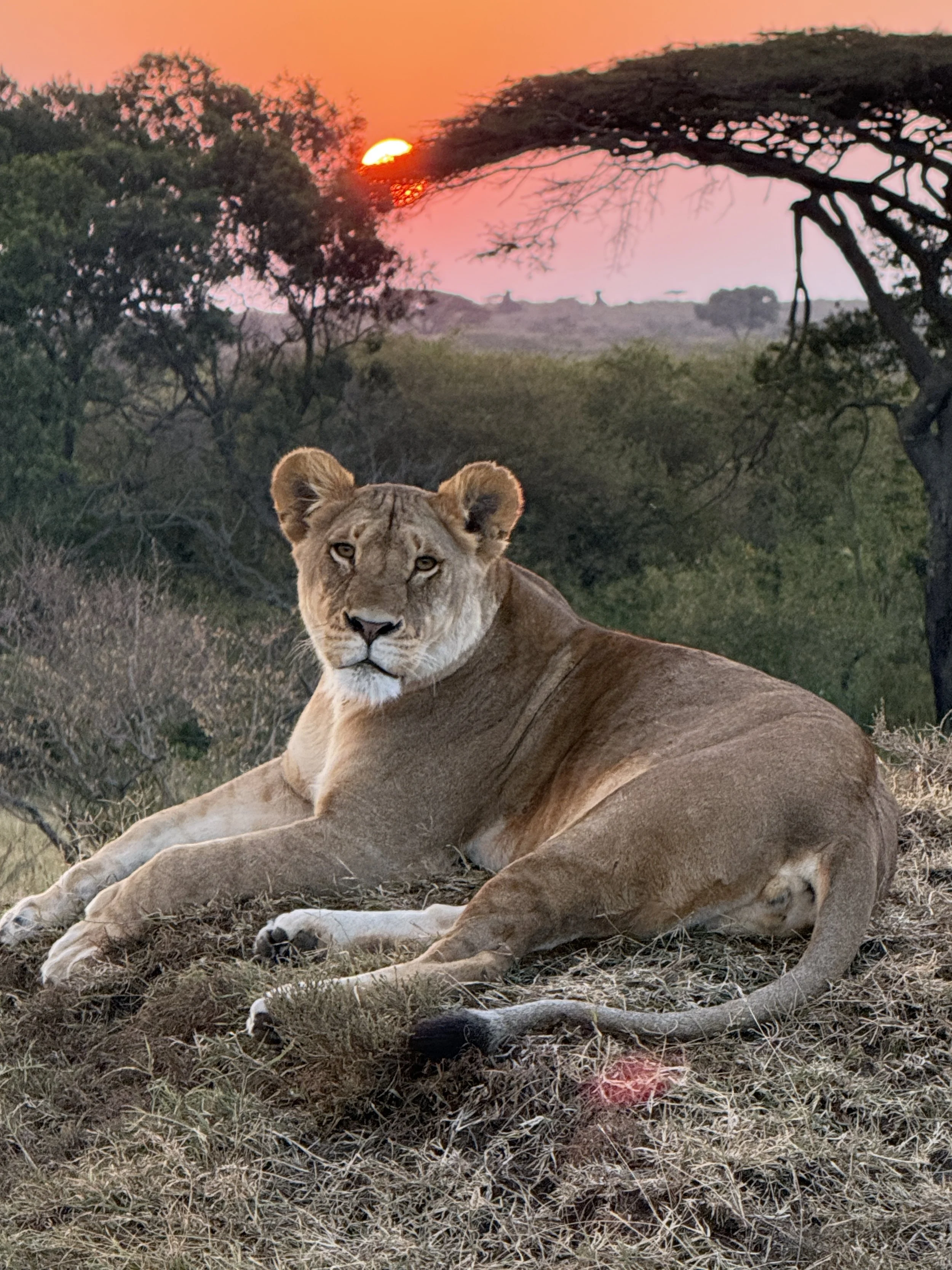 Kenya Safari: Into the Wild Heart of Africa