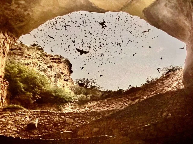 Mexican free‑tailed bats taking flight from Carlsbad Caverns as they begin their nightly hunt.