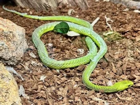 Green Mamba Snake