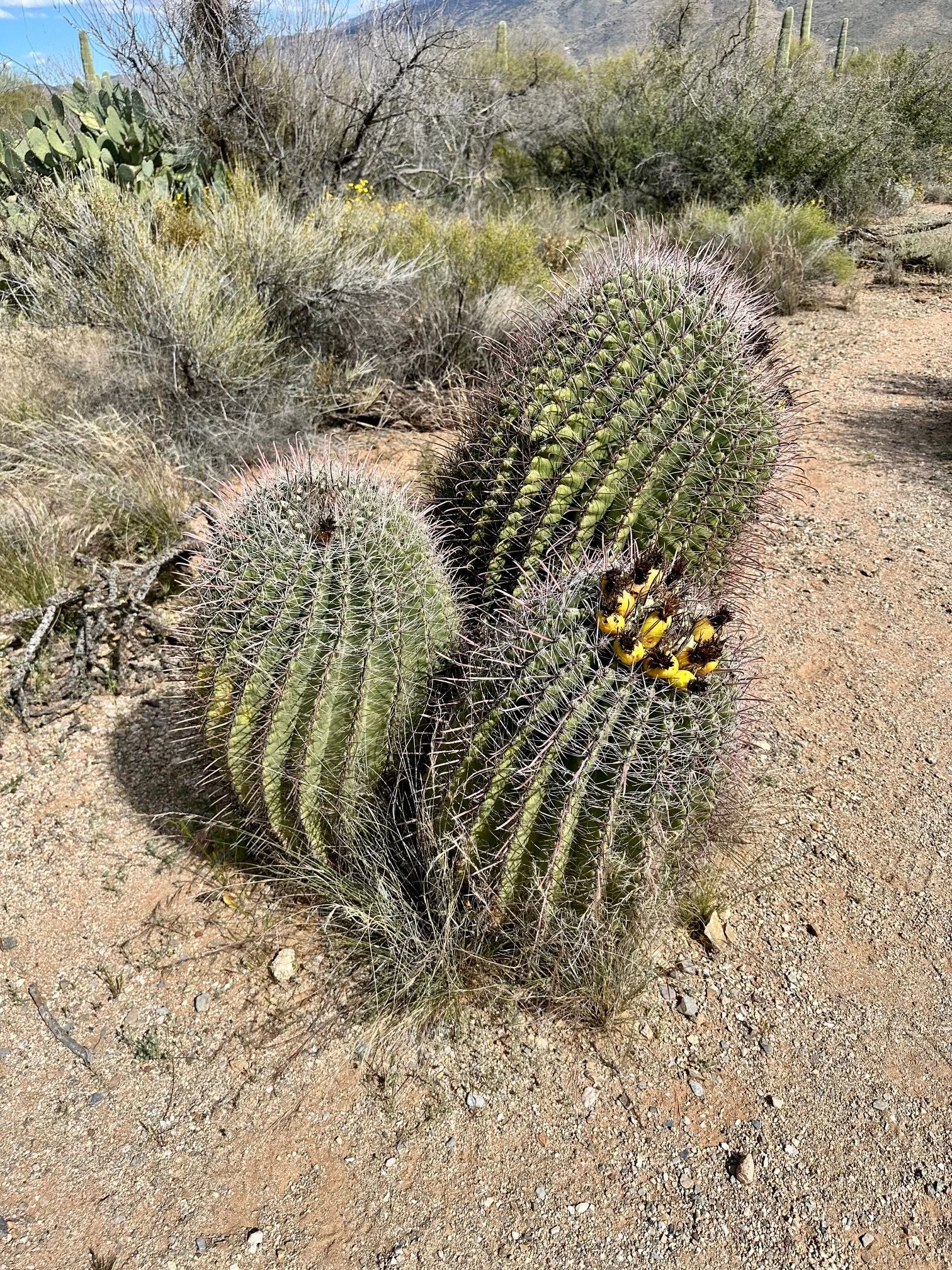 Arizona barrel cactus along a desert trail in Saguaro National Park, highlighting the unique Sonoran Desert scenery travelers experience in Arizona.