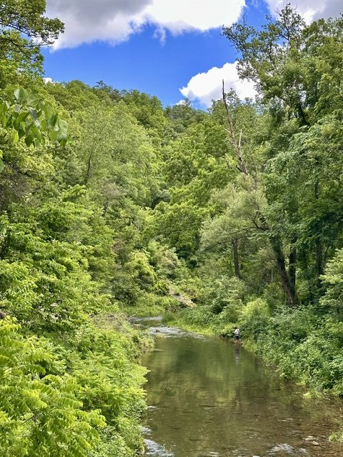 Trout fisherman standing in the Whitewater River beneath the Civilian Conservation Corps (CCC) bridge in Whitewater State Park, surrounded by lush green forest and viewed from the Chimney Rock Trail.