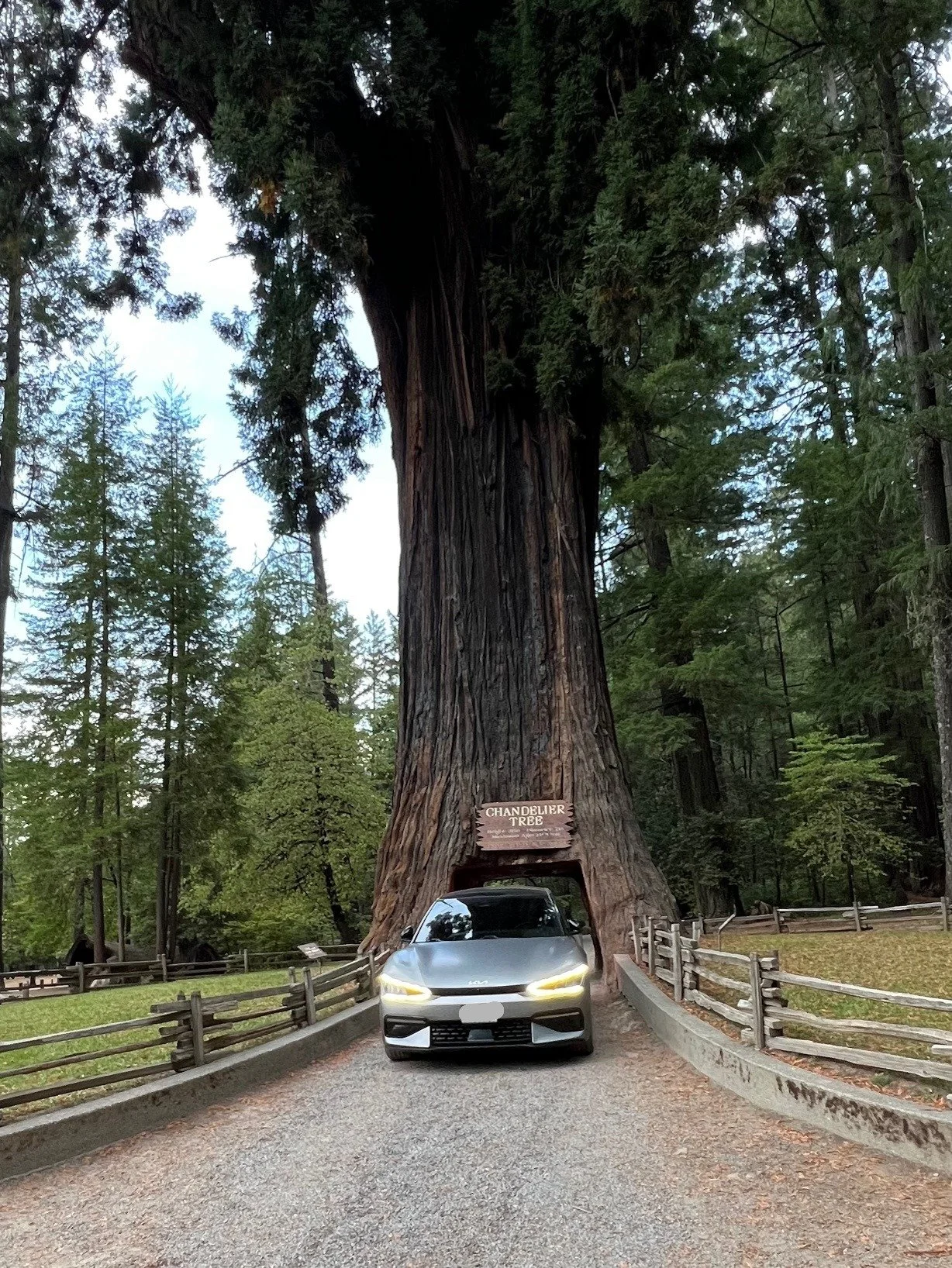 Gray Kia EV6 driving through the Chandelier Drive-Thru Tree in California's redwood region, showcasing an electric vehicle visiting a historic roadside attraction during a multi-state EV road trip.