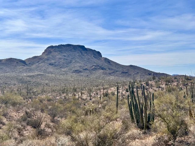 Organ pipe cacti spread across the Sonoran Desert floor with the rugged Ajo Mountains in the background at Organ Pipe Cactus National Monument, Arizona.