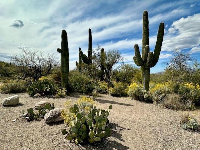 Saguaro cactus surrounded by desert plants and rocky terrain under a blue cloudy sky in Saguaro National Park, Arizona.