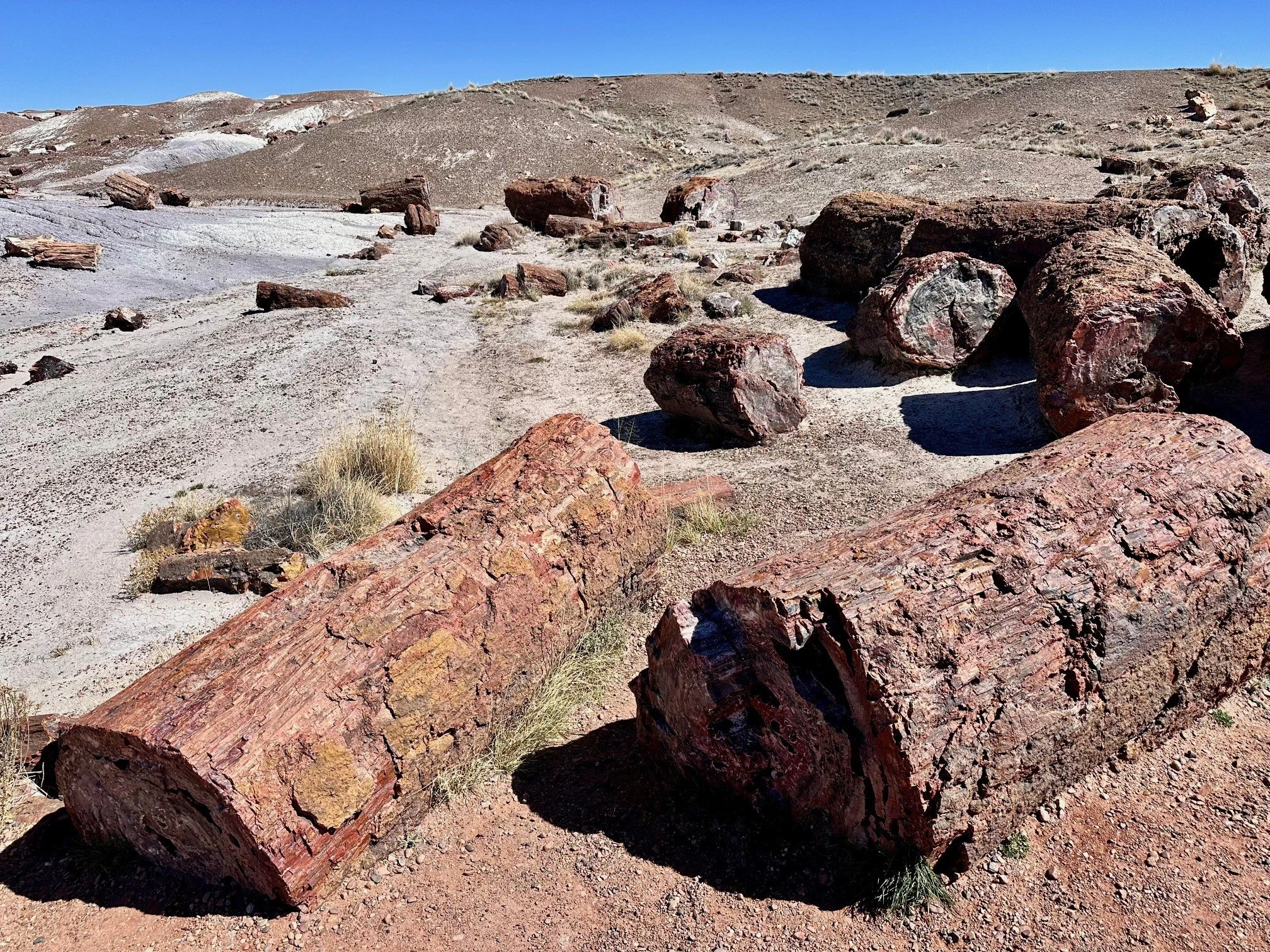 Colorful petrified logs lining the Crystal Forest Trail in Petrified Forest National Park, showcasing ancient wood turned to stone under the bright desert sky.
