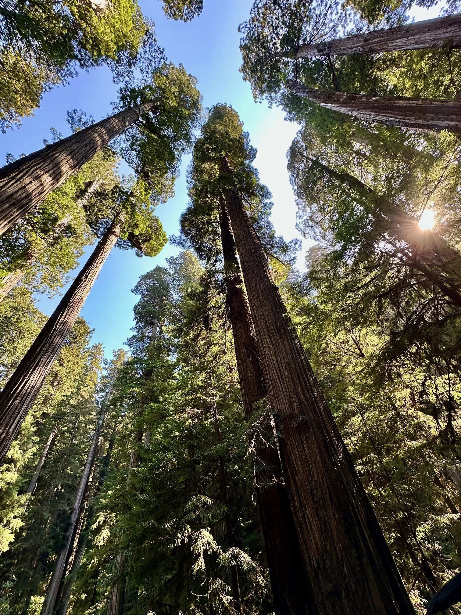 Sunlight filtering through towering redwood trees in Redwoods National and State Parks, California