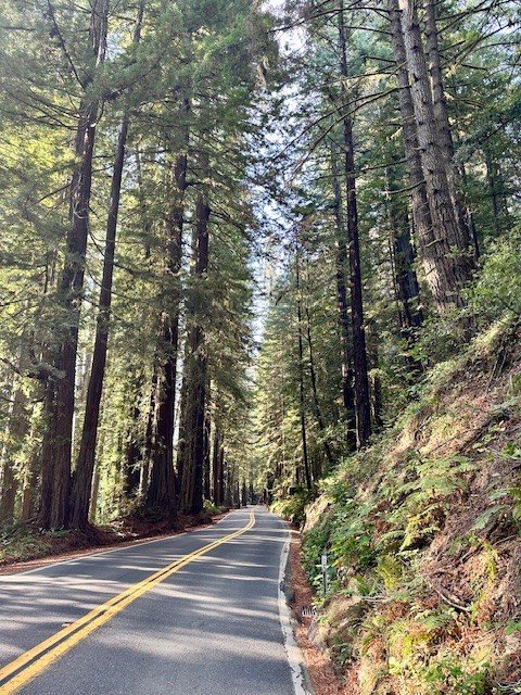 Electric vehicle road trip along Avenue of the Giants in Redwood National Park, California, with towering ancient redwood trees lining the scenic forest highway.
