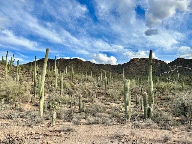 Saguaro cactus forest with mountain backdrop in Saguaro National Park, Arizona, showcasing the expansive Sonoran Desert landscape travelers experience.