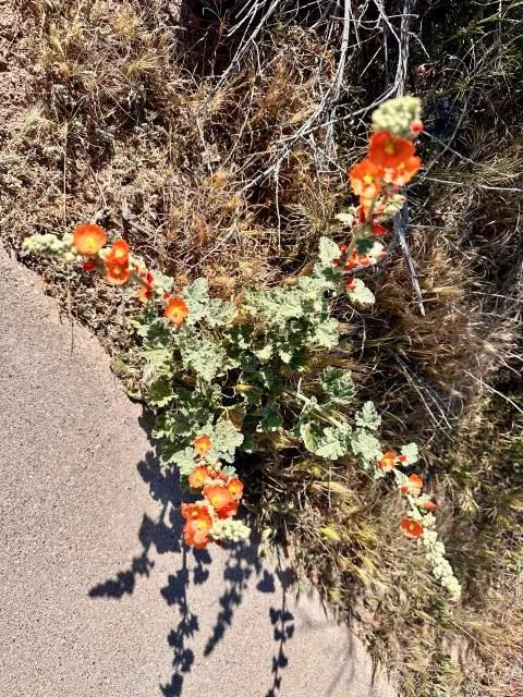 Pinkflower hedgehog cactus blooming beside the paved walkway leading through Tuzigoot National Monument.