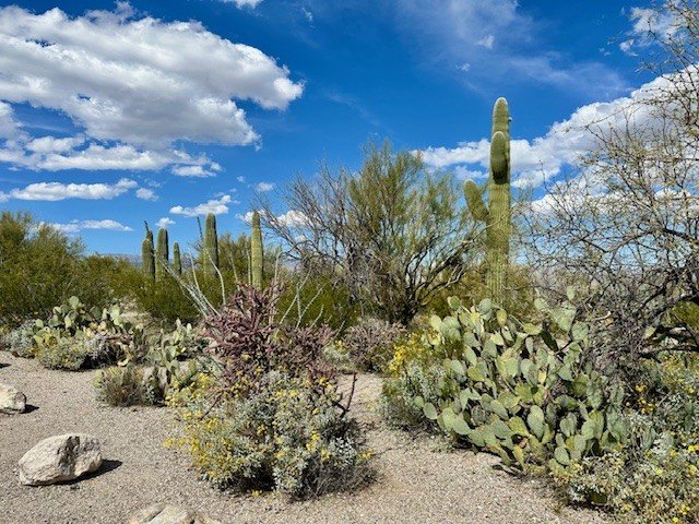 Saguaro cactus surrounded by desert plants and rocky terrain under a blue cloudy sky in Saguaro National Park, Arizona.