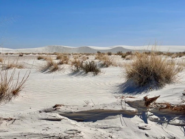 Fine white sand shaped by the wind forms gentle ripples across the ground at White Sands National Park. Large tufts of desert grass grow sporadically from the sand in the foreground, while smooth sand dunes rise in the background beneath a bright sky