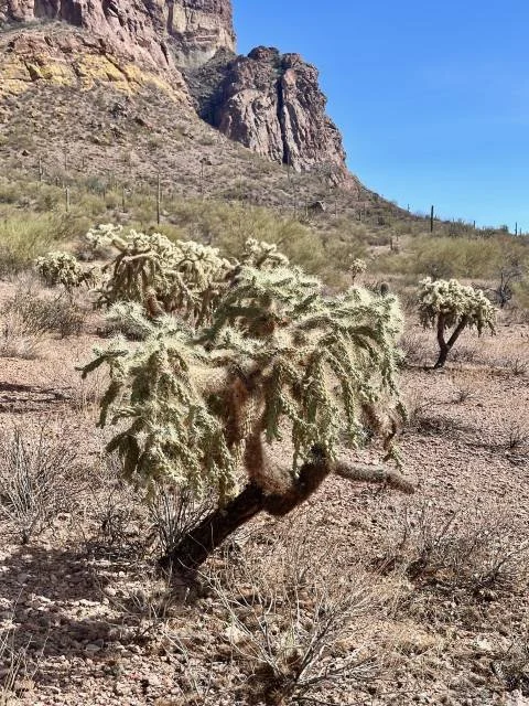 Chainfruit cholla cactus in Organ Pipe Cactus National Monument, Arizona, with the rugged Ajo Mountains rising above the Sonoran Desert landscape.