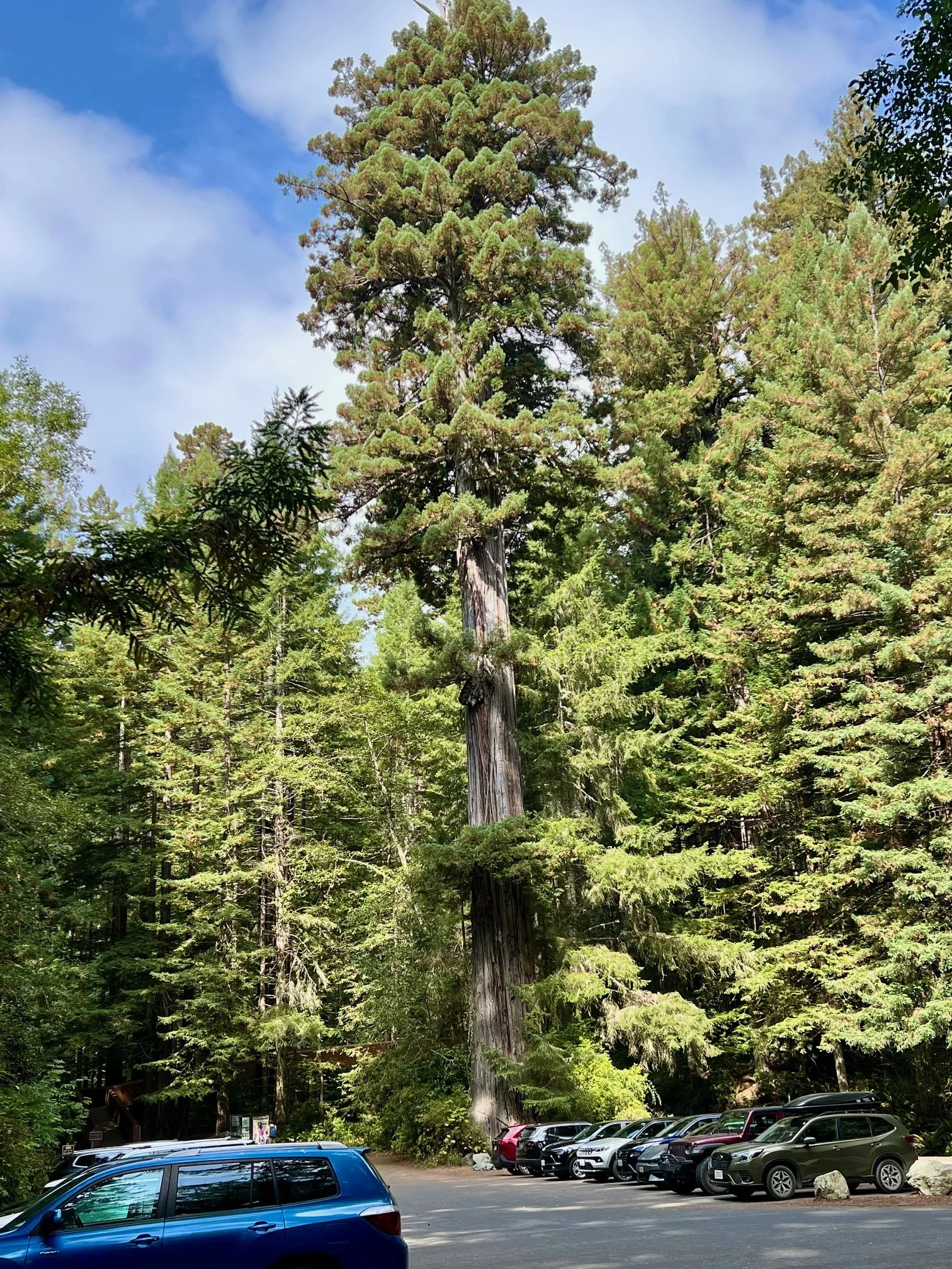 Tall redwood tree standing near the Lady Bird Johnson Grove parking lot in Redwoods National Park, California