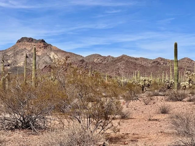 Organ pipe cactus, saguaro, and cholla growing across a desert field with the Ajo Mountains in the background at Organ Pipe Cactus National Monument, Arizona.
