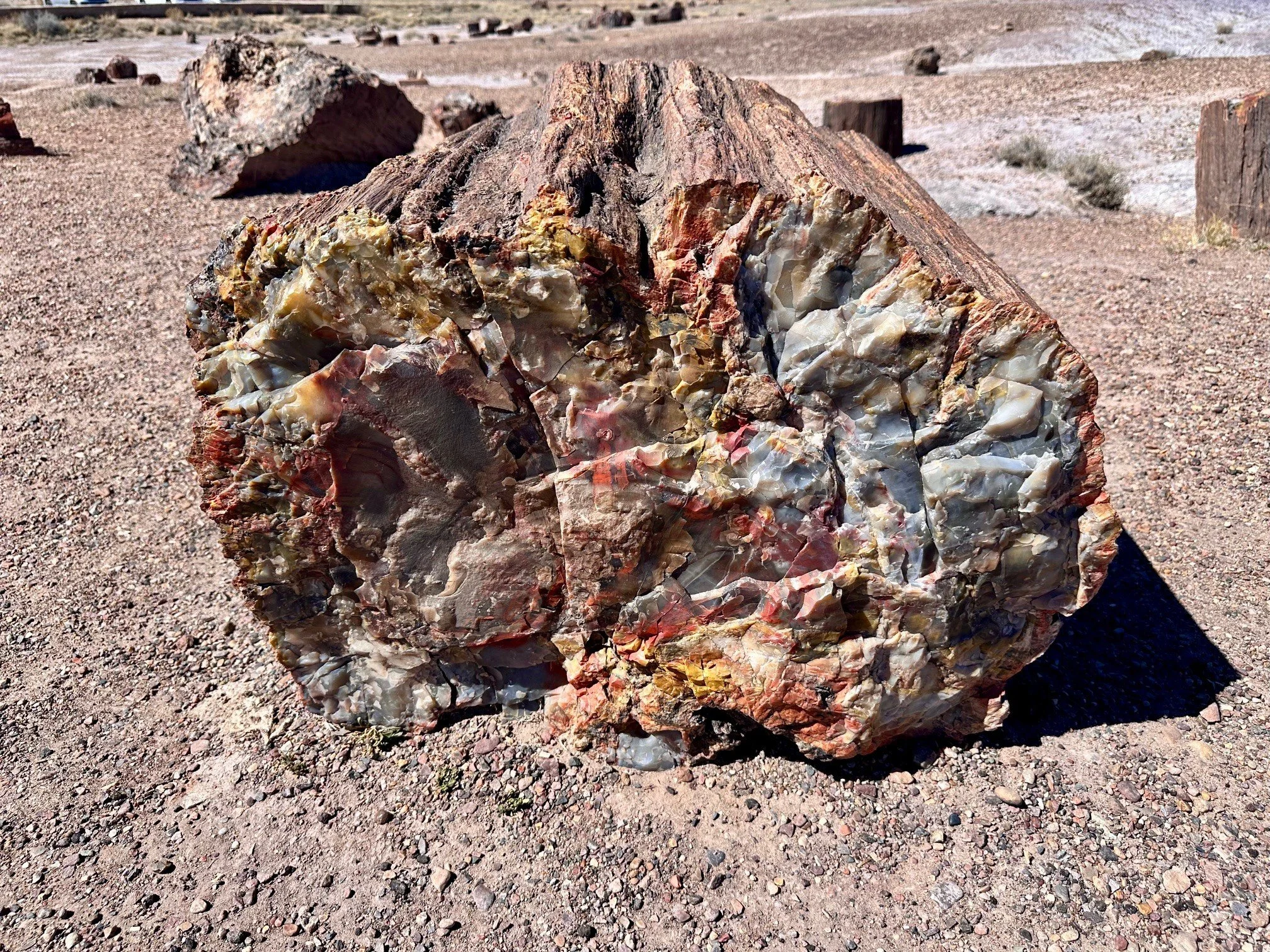Cross‑section of a petrified log at the Crystal Forest Trailhead, showing colorful mineral bands that reveal how ancient wood transformed into stone over millions of years in Petrified Forest National Park.