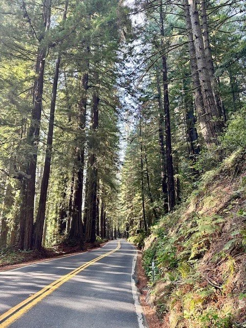 Scenic road winding through towering redwood trees along Avenue of the Giants in Northern California