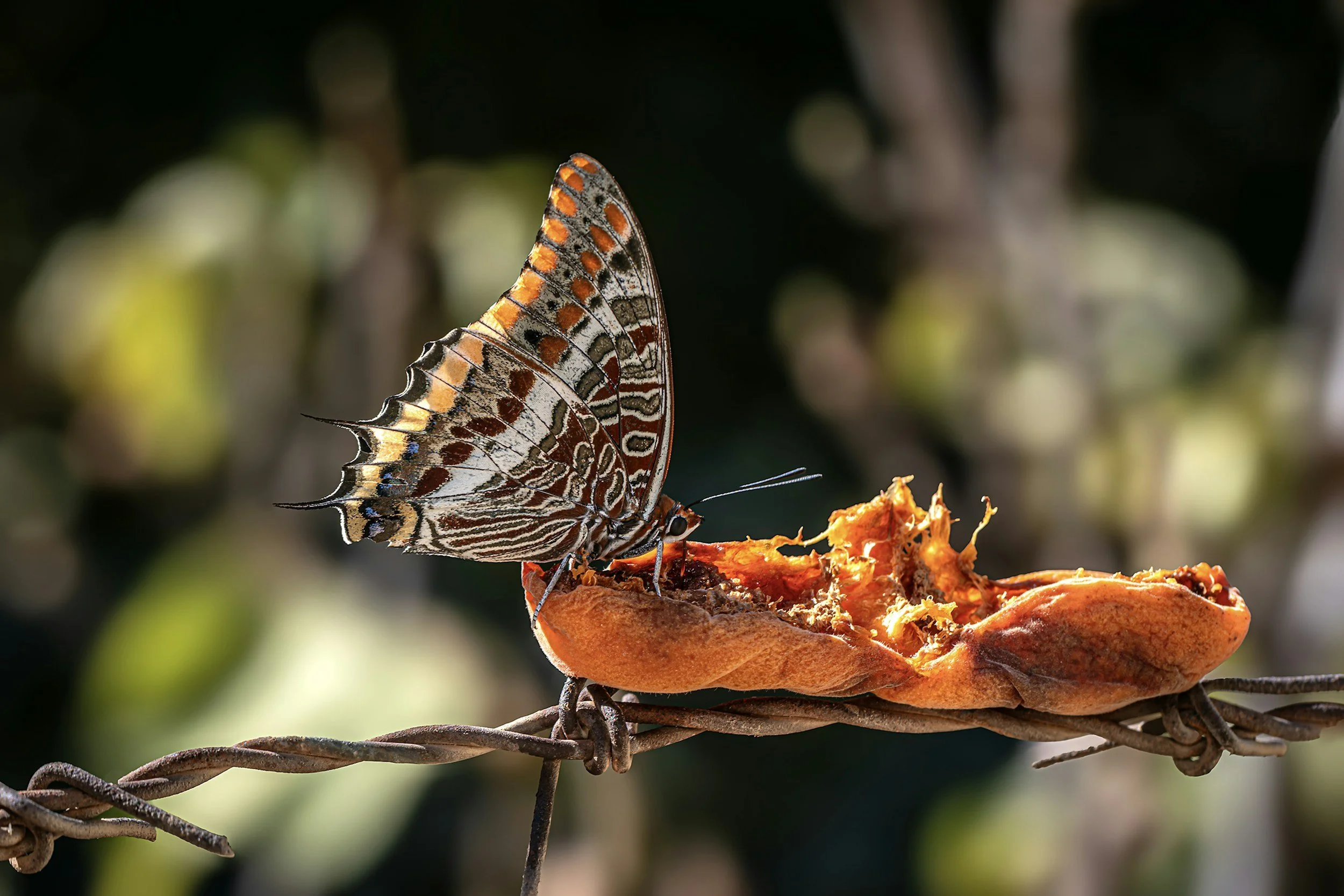 El Niño Que Mató a la Mariposa al Intentar Ayudarla