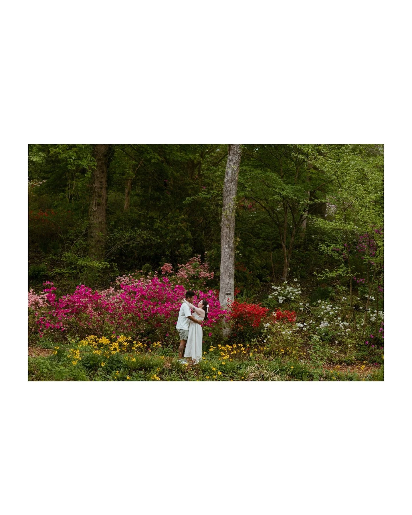 a spring engagement session with ashley and ken this past april at brookside gardens 🌸 
.
.
.
#brooksidegardens #marylandengagement #engagementphotos #engagementphotography #marylandweddingphotographer #marylandengagementphotographer #engagement #en